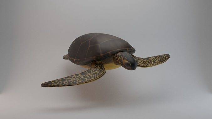 Sea Turtle 3D model