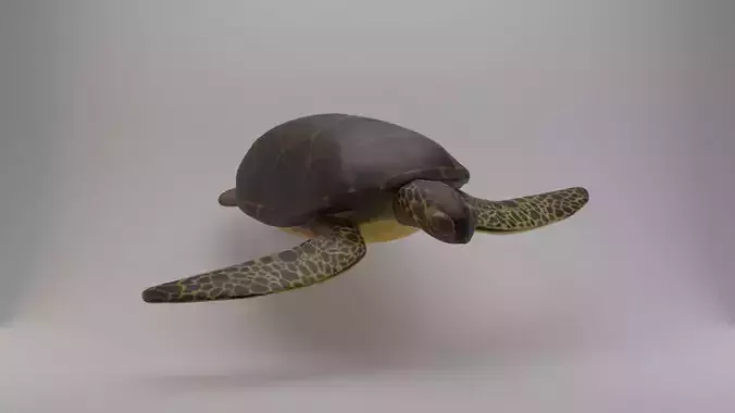 Sea Turtle 3D model