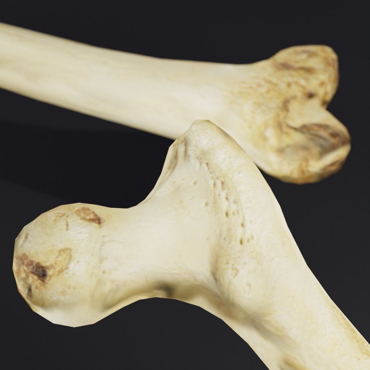Femur Bone of a human Game Ready and Low Poly Low-poly 3D model_4