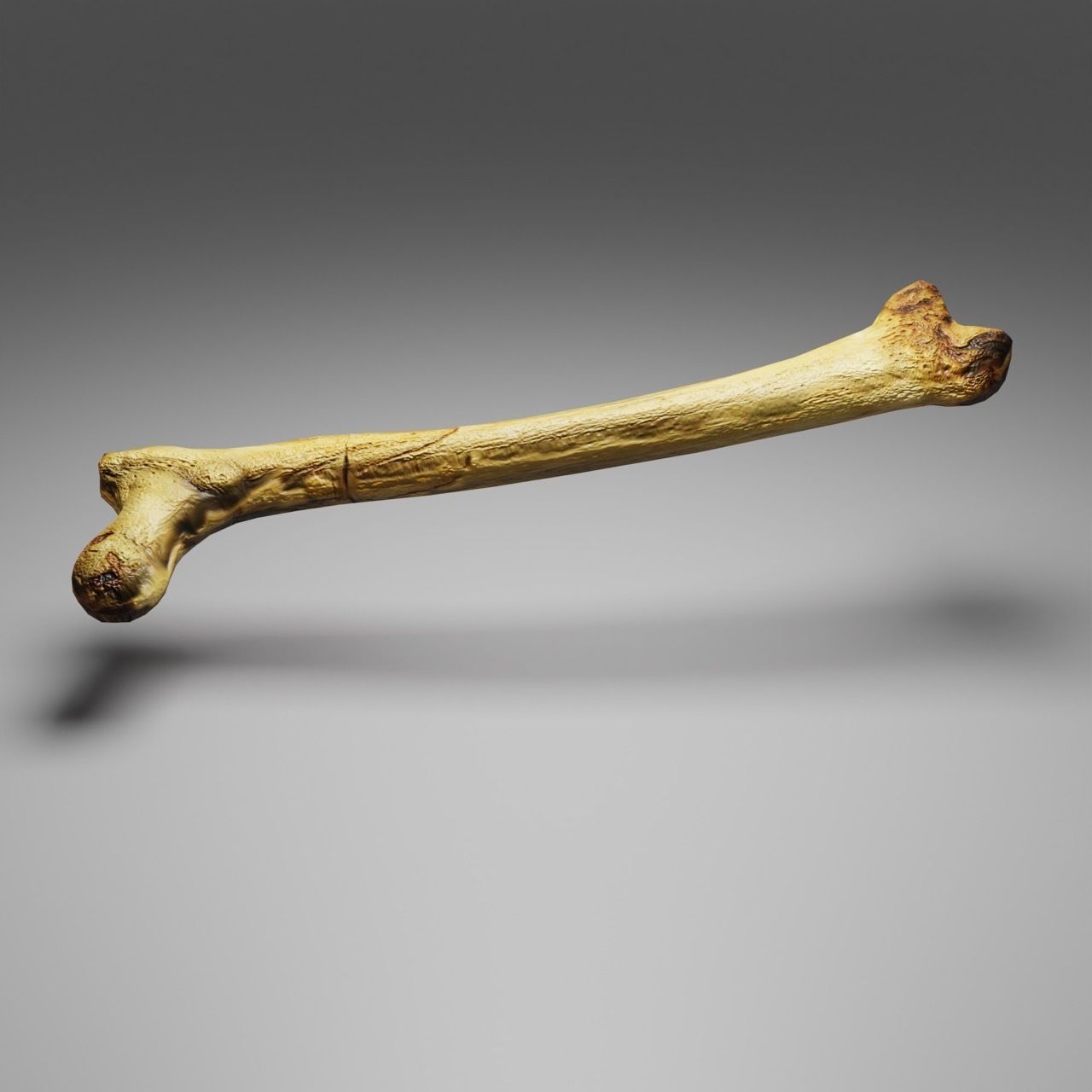 Femur Bone of a human Game Ready and Low Poly Low-poly 3D model_6