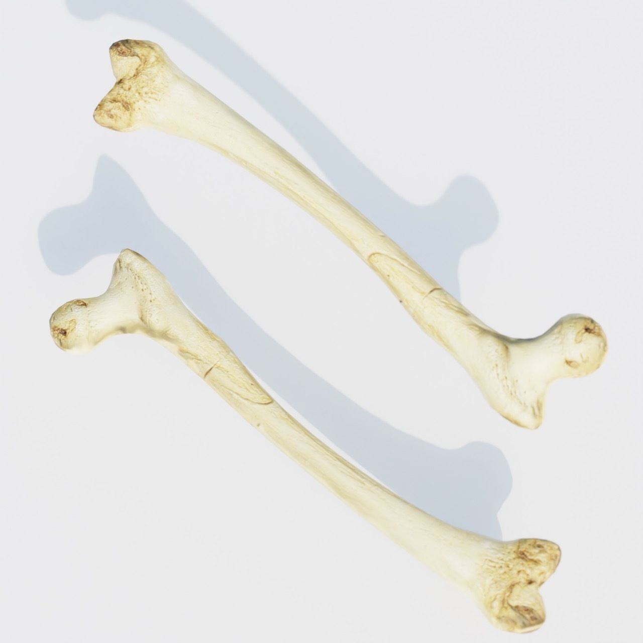 Femur Bone of a human Game Ready and Low Poly Low-poly 3D model_5
