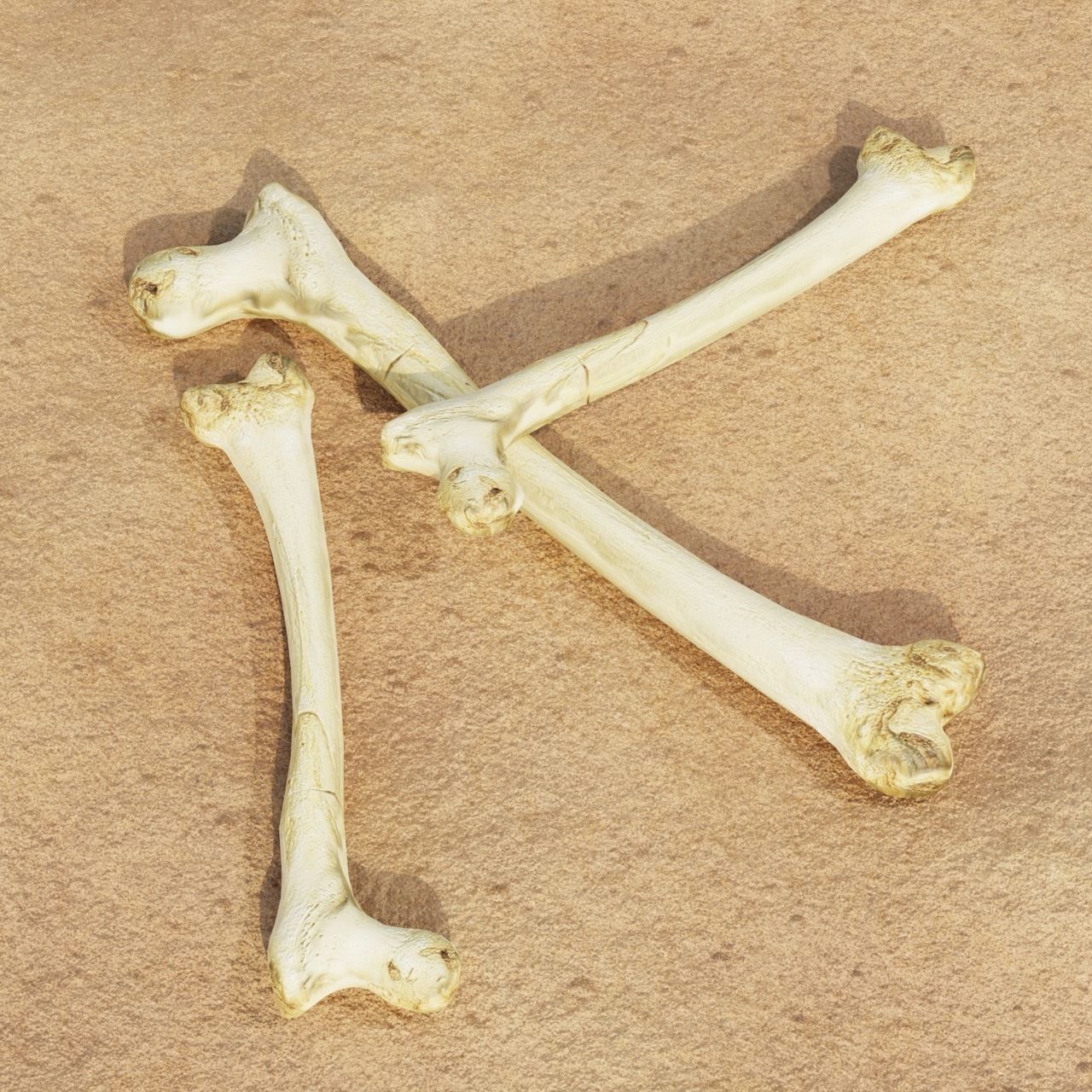 Femur Bone of a human Game Ready and Low Poly Low-poly 3D model_3