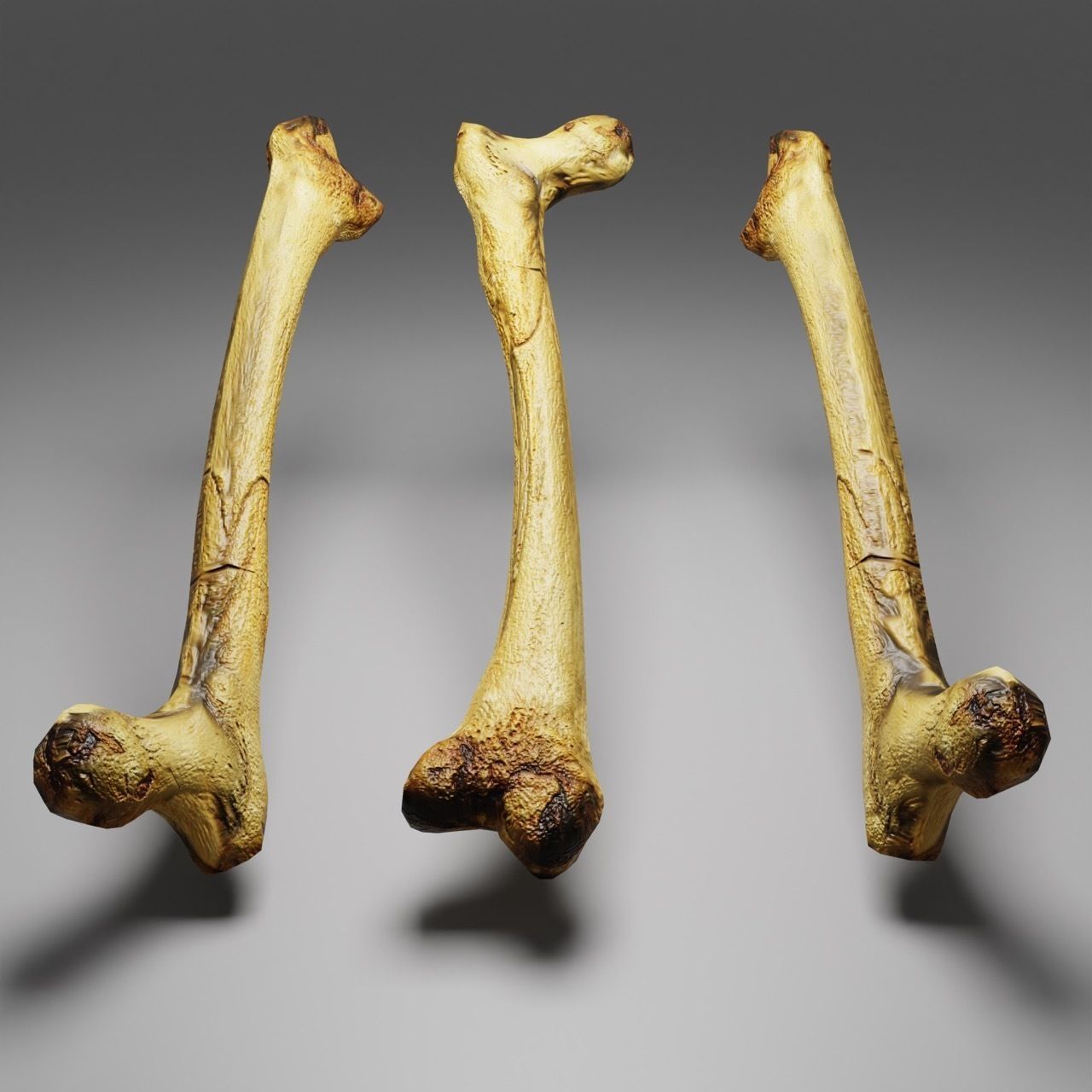 Femur Bone of a human Game Ready and Low Poly Low-poly 3D model_1