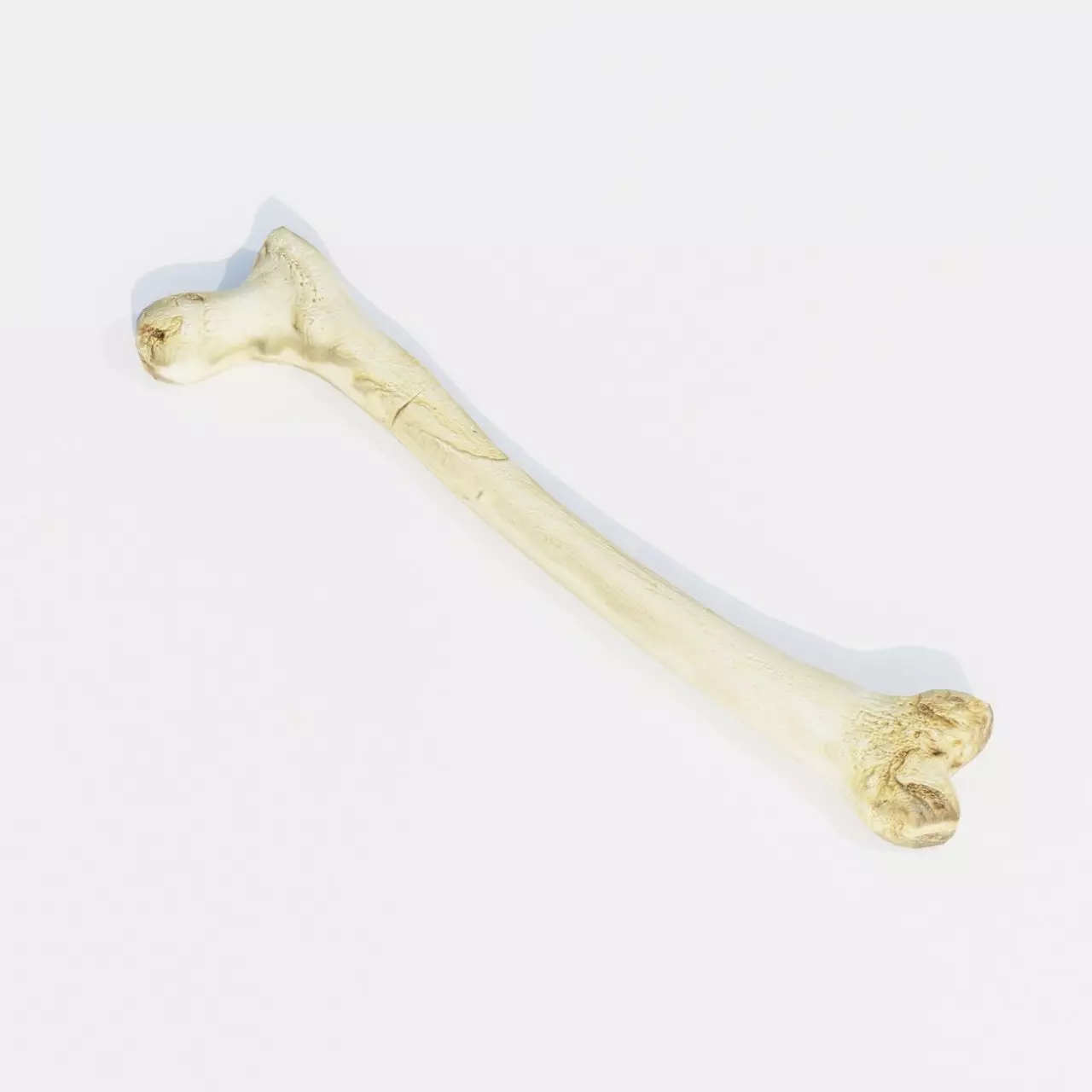 Femur Bone of a human Game Ready and Low Poly Low-poly 3D model_0