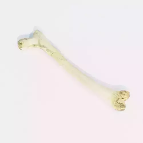 Femur Bone of a human Game Ready and Low Poly Low-poly 3D model