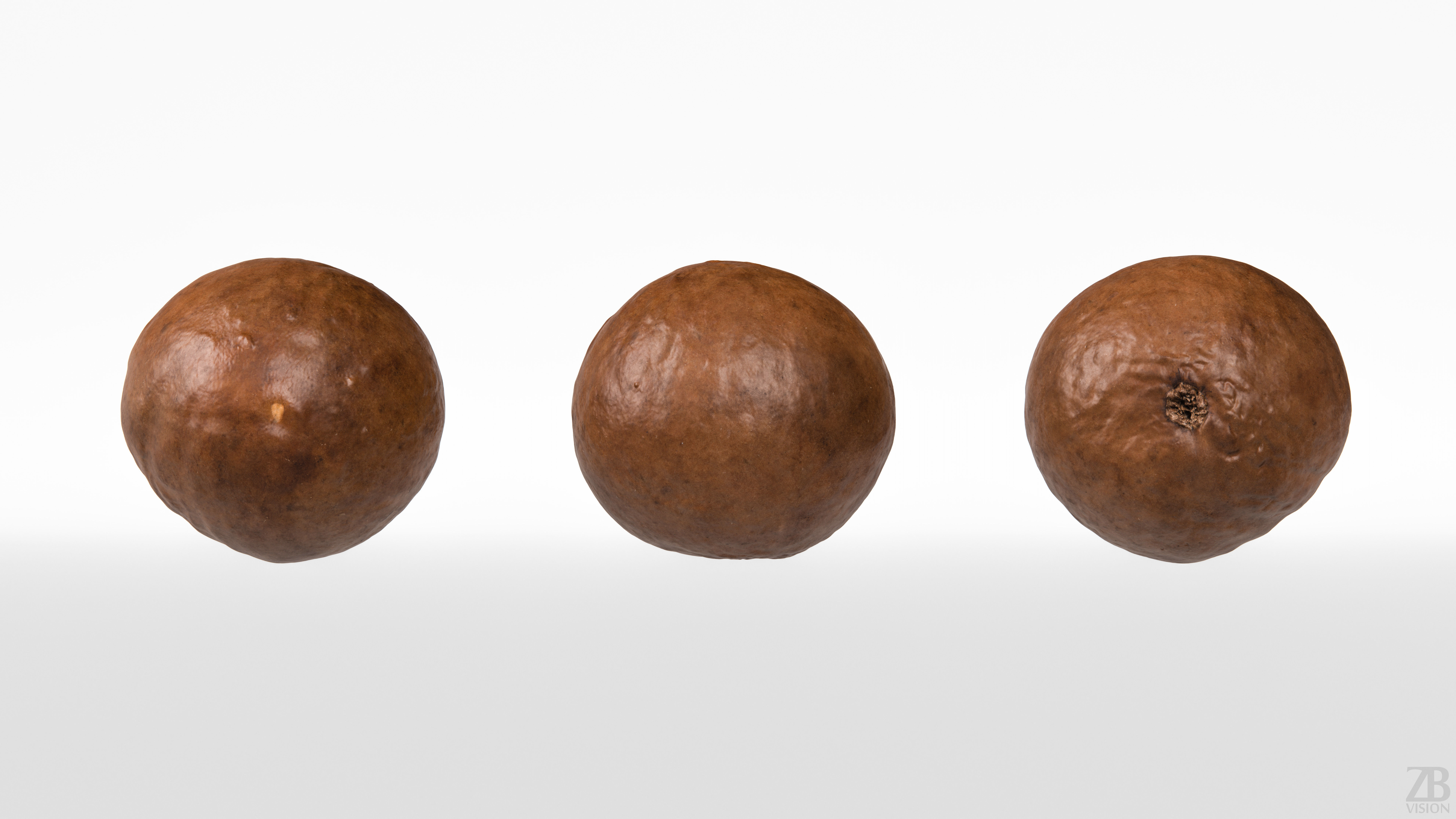 Macadamia 3D model_4
