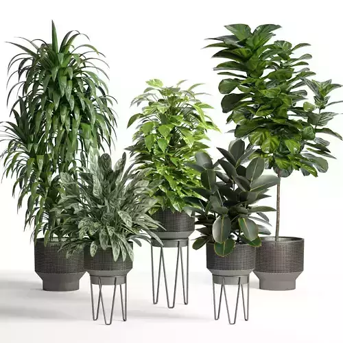 indoor plant set005 collection