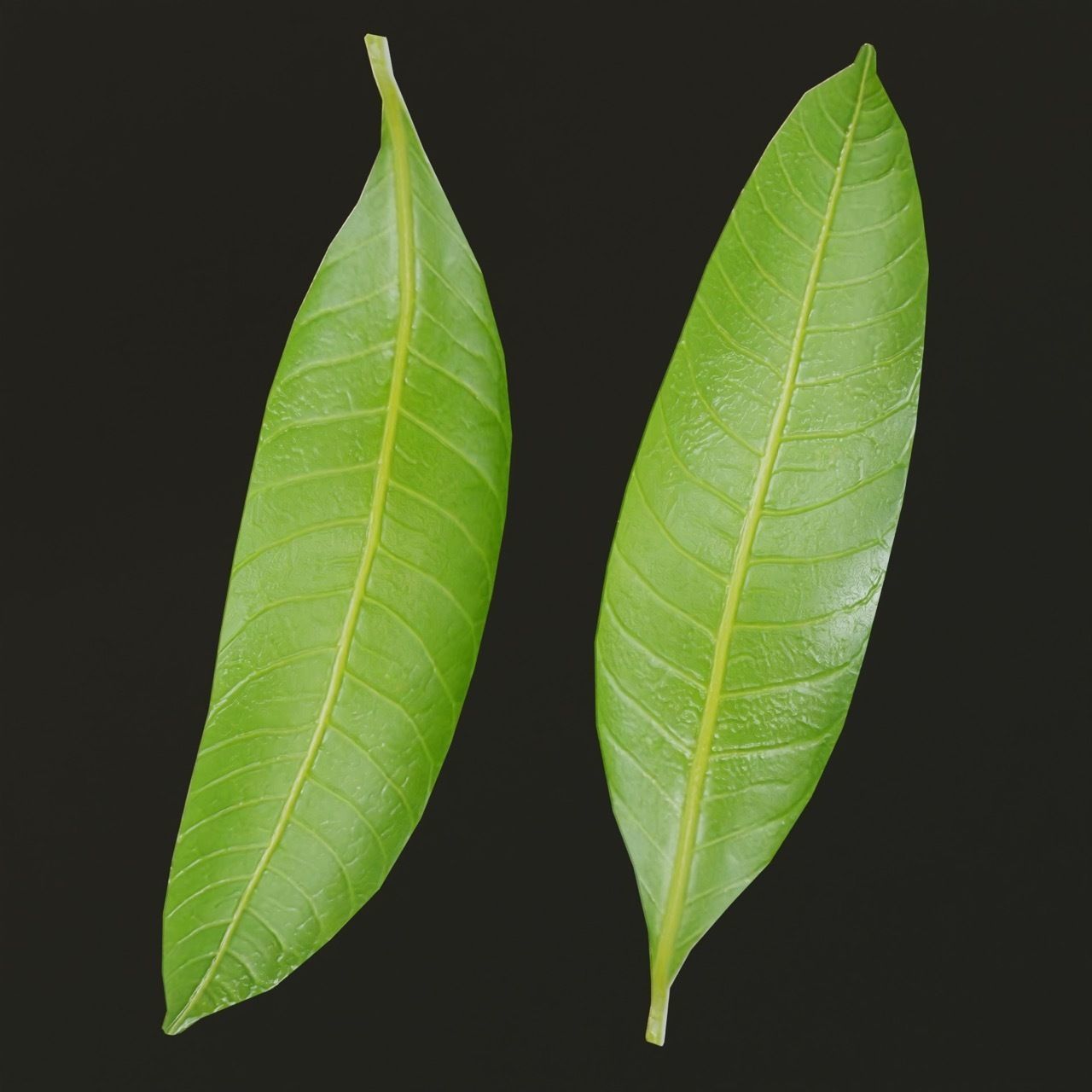 Mango Leaf - Single Realistic Game Ready and HQ Low Poly Low-poly 3D model_2