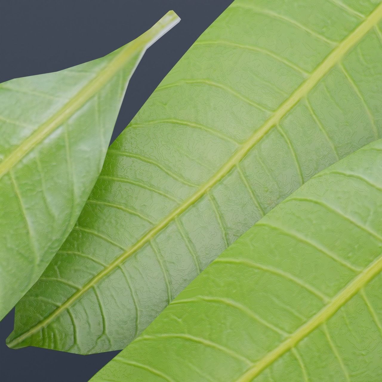 Mango Leaf - Single Realistic Game Ready and HQ Low Poly Low-poly 3D model_5