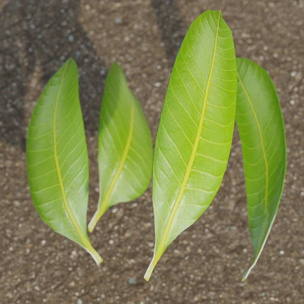 Mango Leaf - Single Realistic Game Ready and HQ Low Poly Low-poly 3D model_1