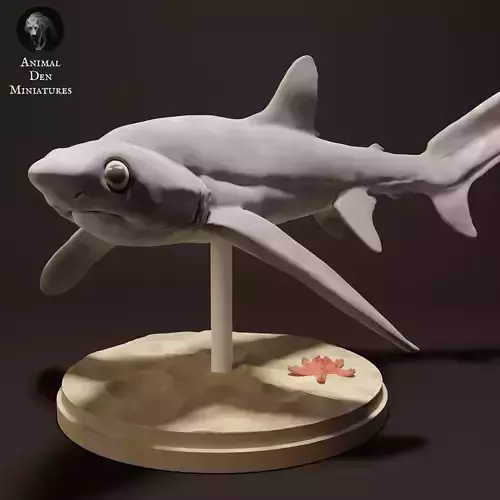 Big Eye Thresher Shark 