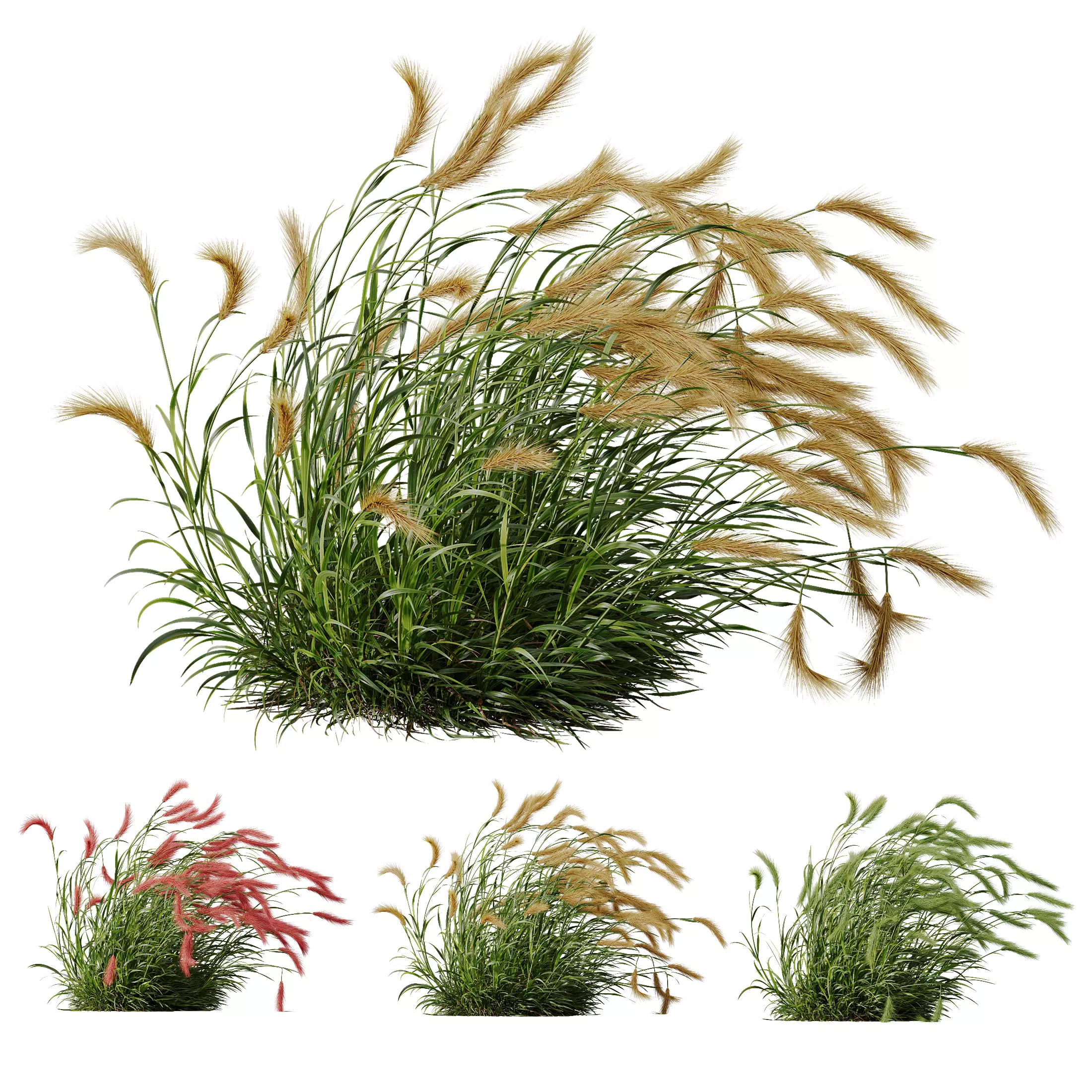Hordeum Jubatum Foxtail Barley Ornementale Orge Version03 Windy 3D model_0
