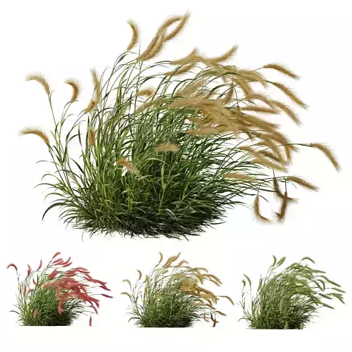 Hordeum Jubatum Foxtail Barley Ornementale Orge Version03 Windy 3D model