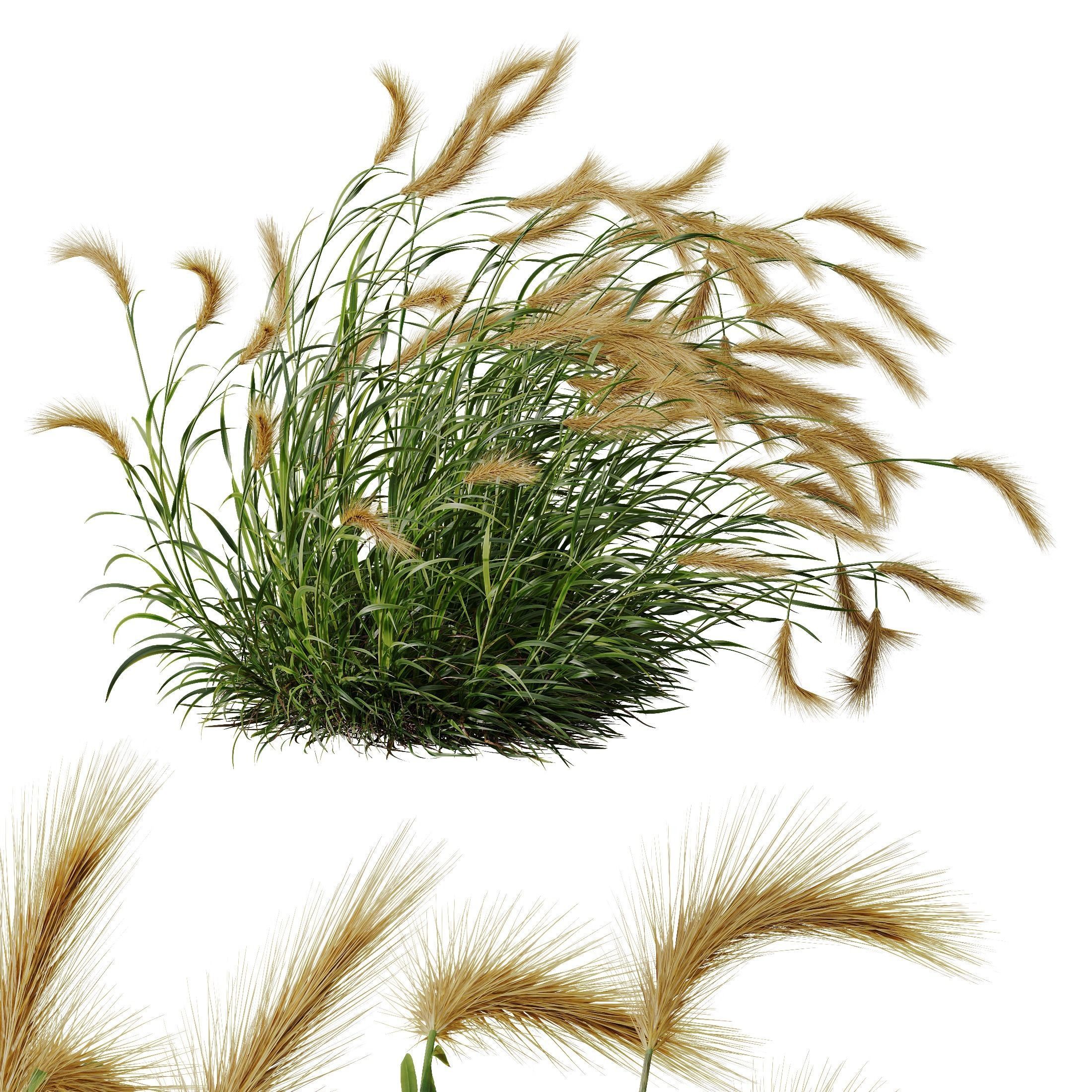 Hordeum Jubatum Foxtail Barley Ornementale Orge Version03 Windy 3D model_2