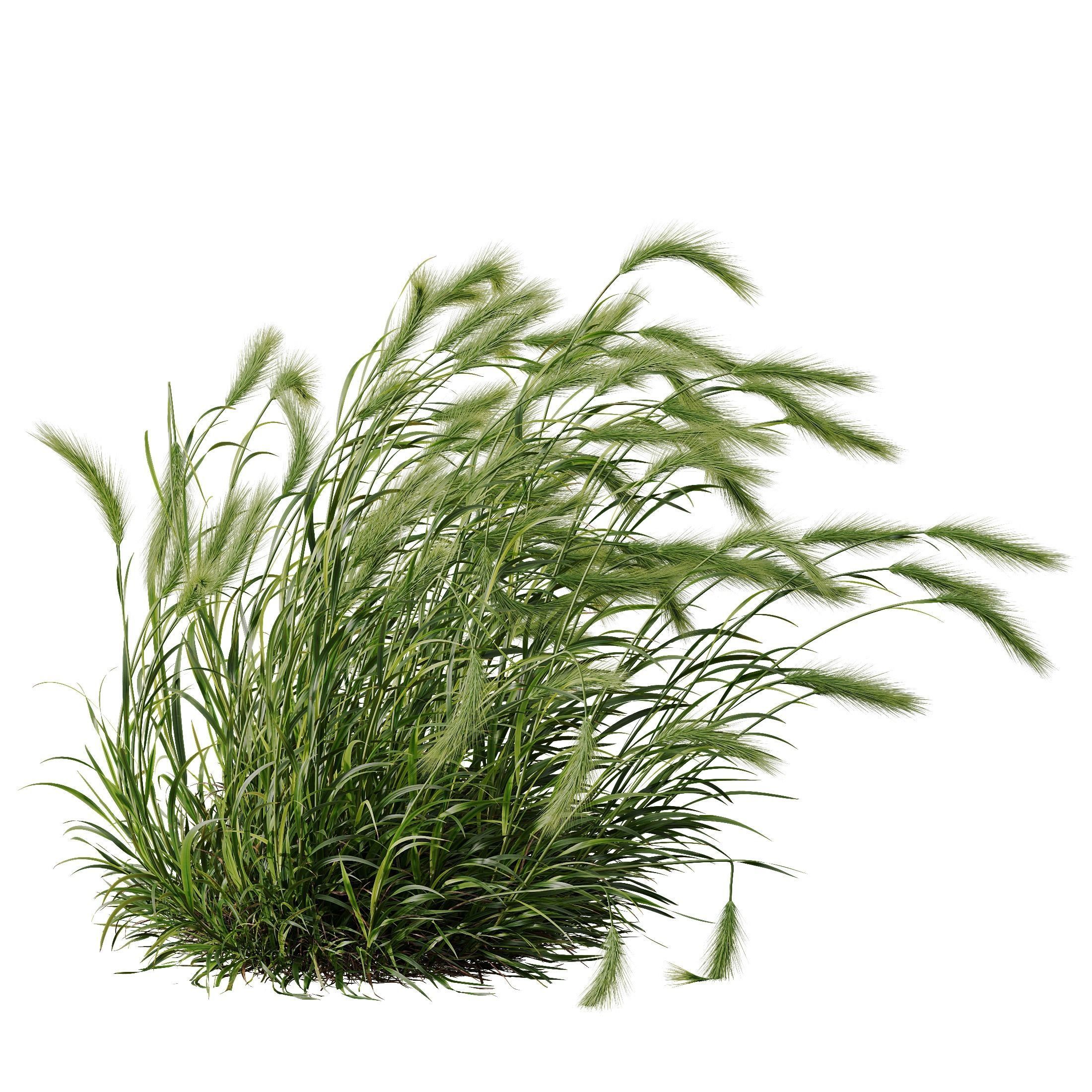Hordeum Jubatum Foxtail Barley Ornementale Orge Version03 Windy 3D model_1