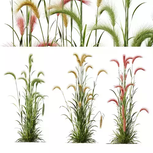 Plants Hordeum Jubatum Foxtail Barley Ornementale Orge Version04 3D model