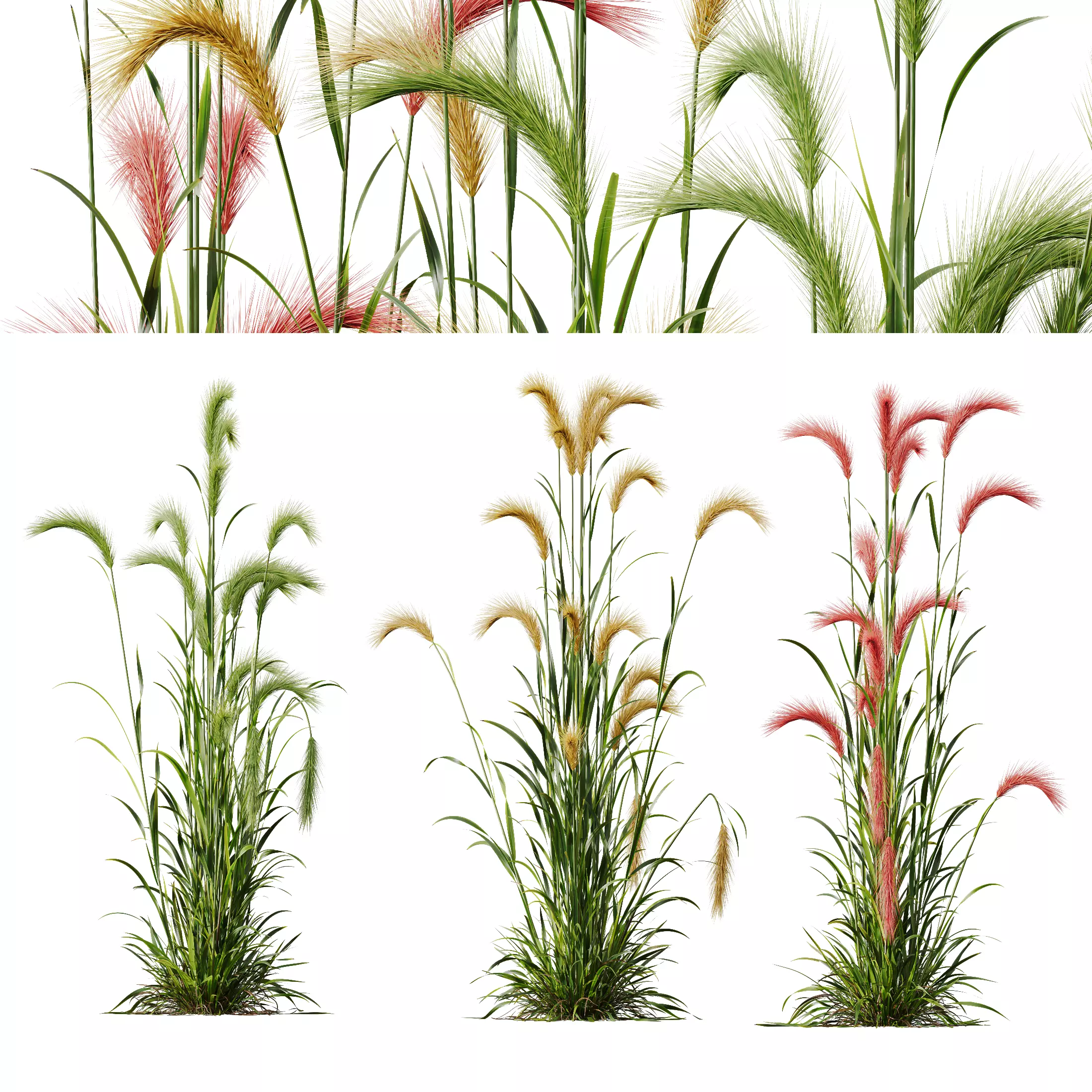 Plants Hordeum Jubatum Foxtail Barley Ornementale Orge Version04 3D model_0