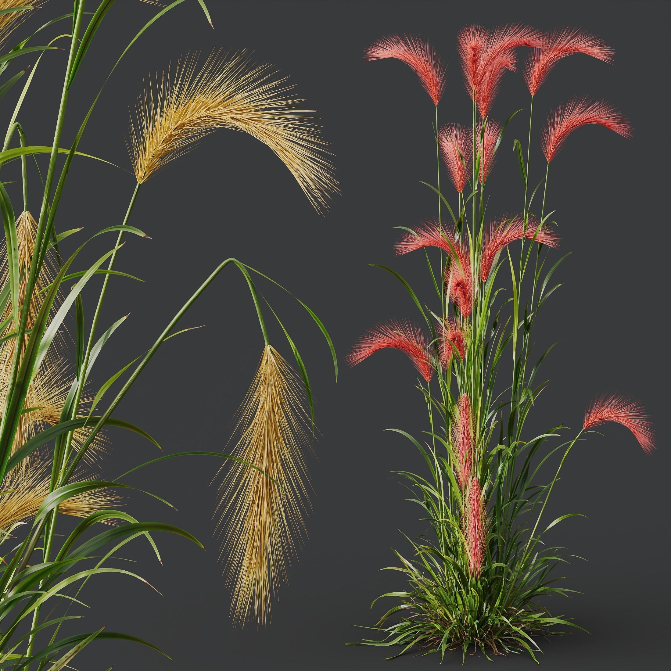 Plants Hordeum Jubatum Foxtail Barley Ornementale Orge Version04 3D model_3