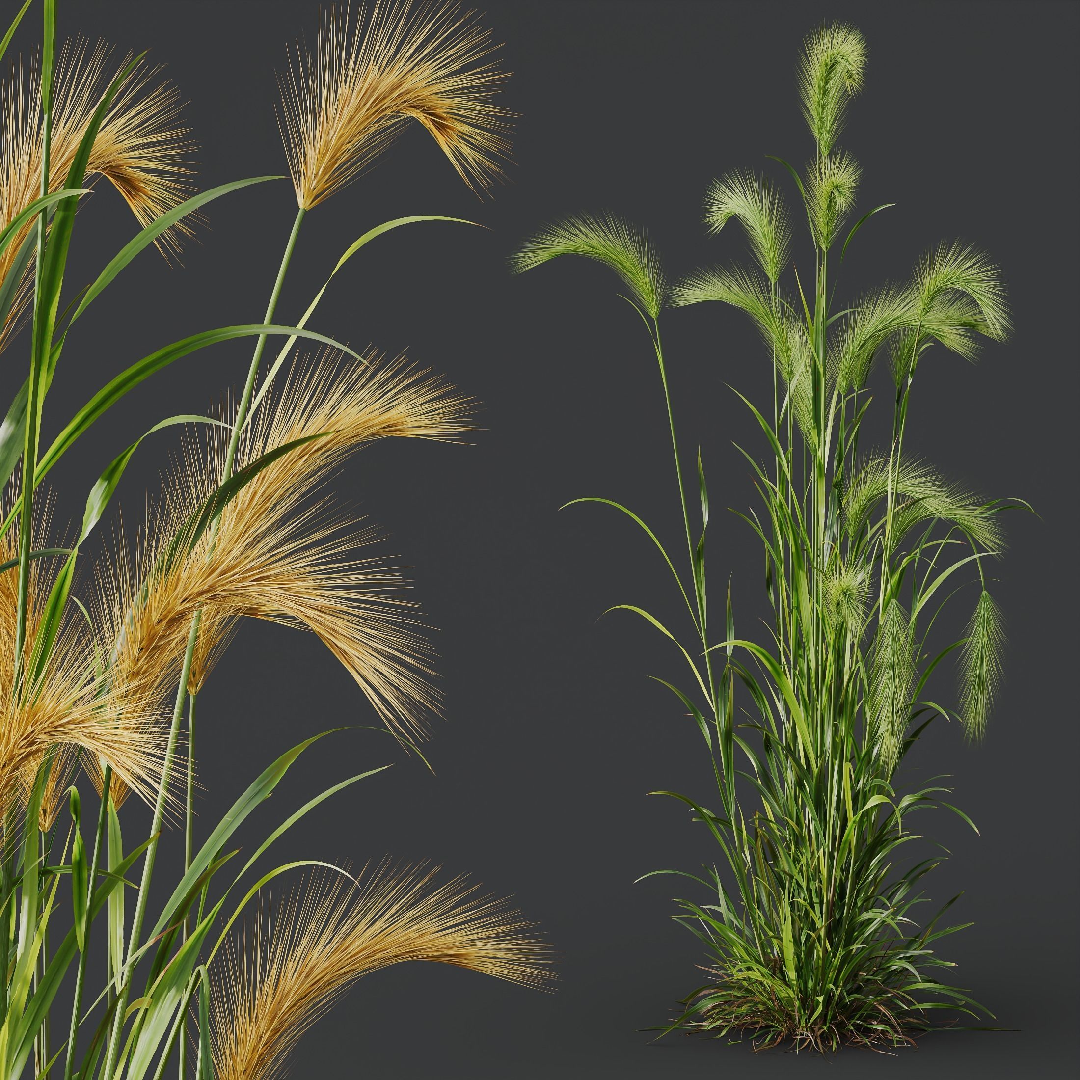 Plants Hordeum Jubatum Foxtail Barley Ornementale Orge Version04 3D model_1