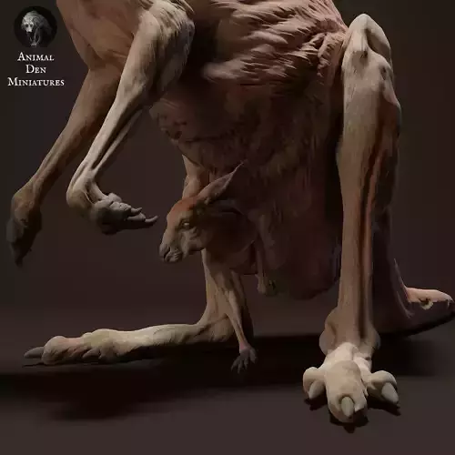 Red Kangaroo Jill and Joey 2