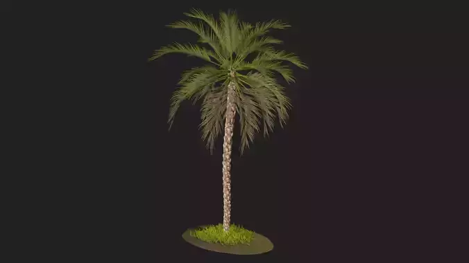 Palm Tree R10 3D model