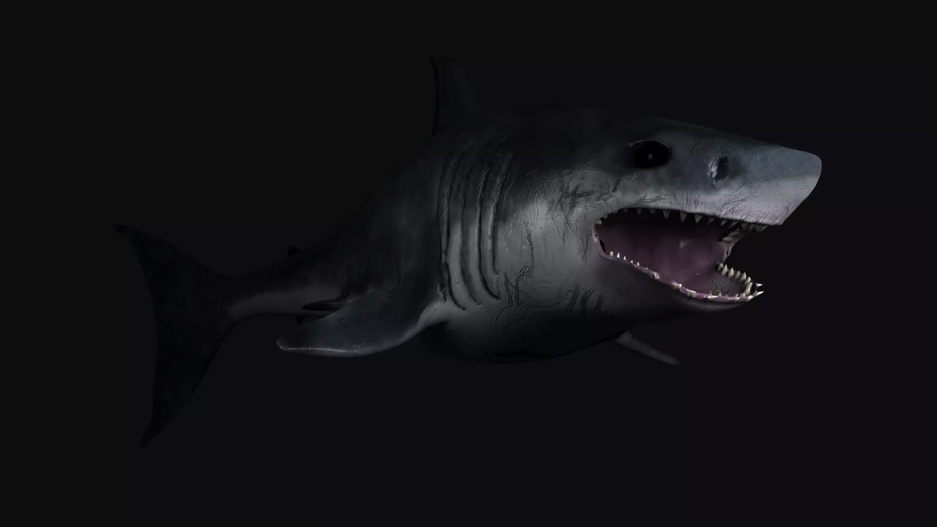 Great White Shark model Free 3D model_0