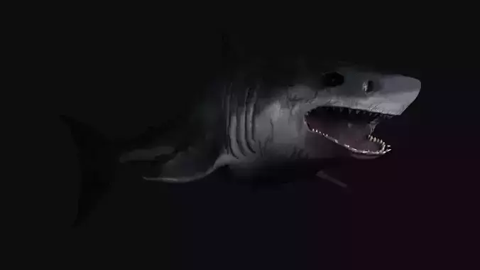 Great White Shark model Free 3D model