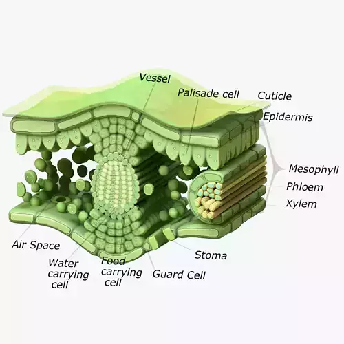 Leaf Anatomy Layers Structure