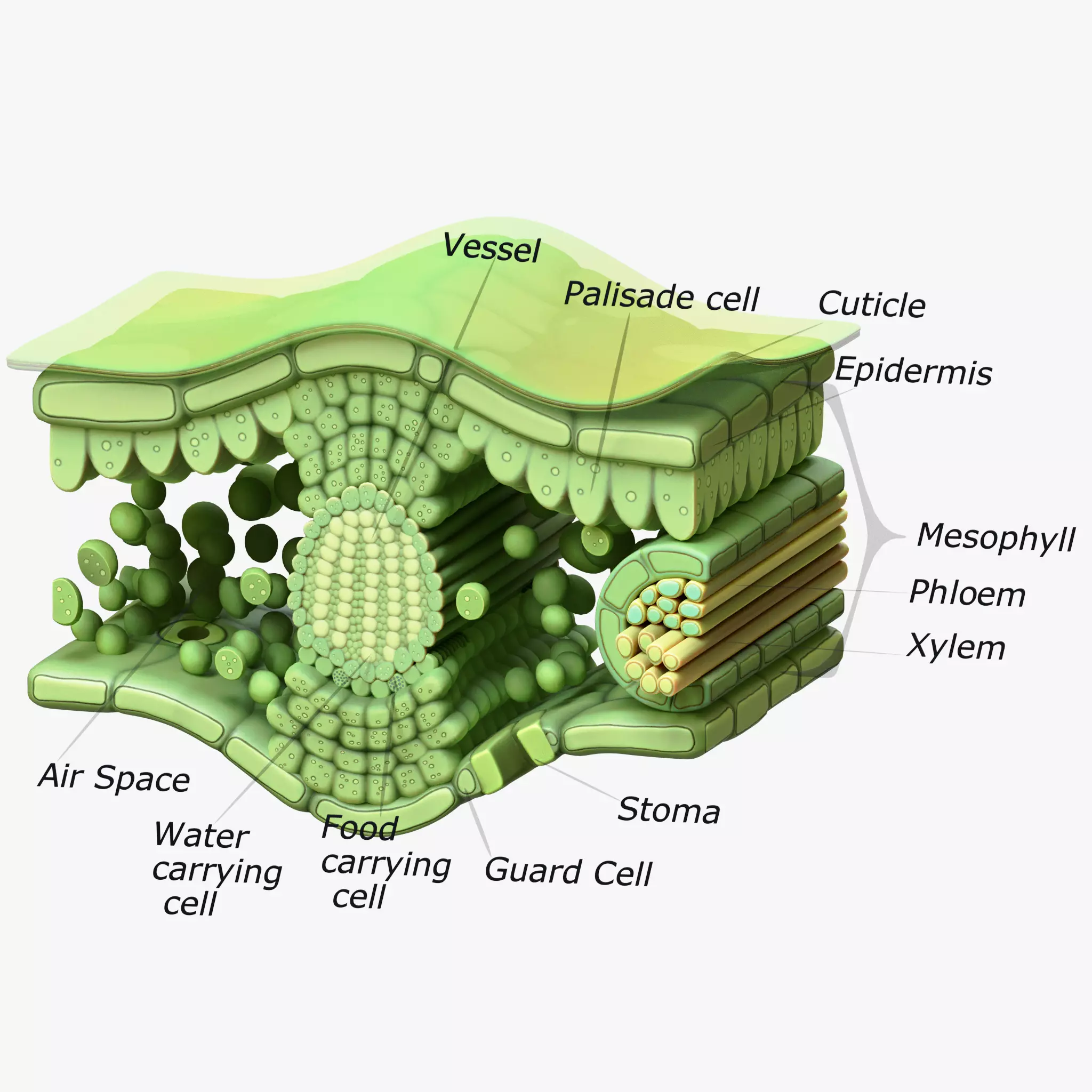 Leaf Anatomy Layers Structure 3D model_0