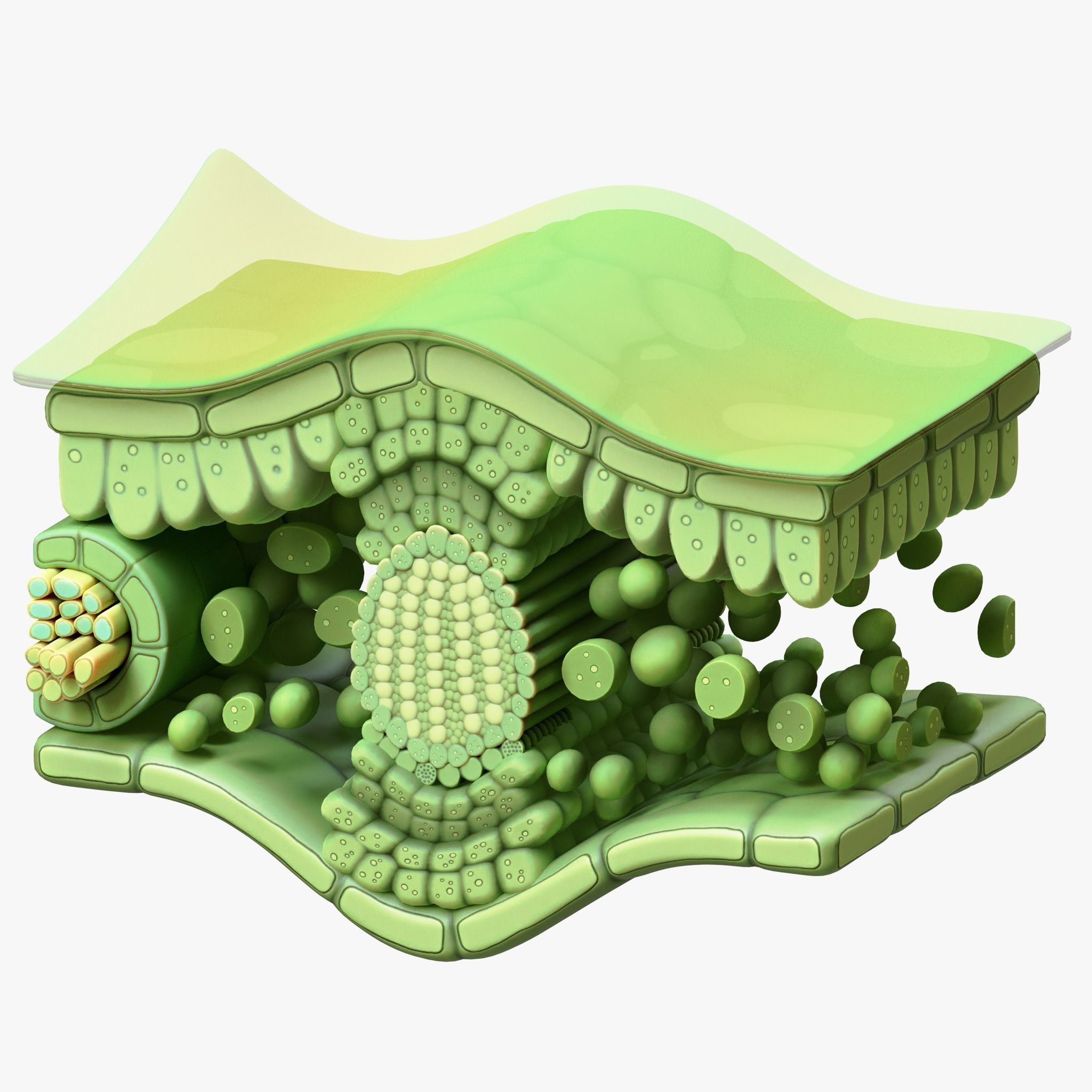 Leaf Anatomy Layers Structure 3D model_6