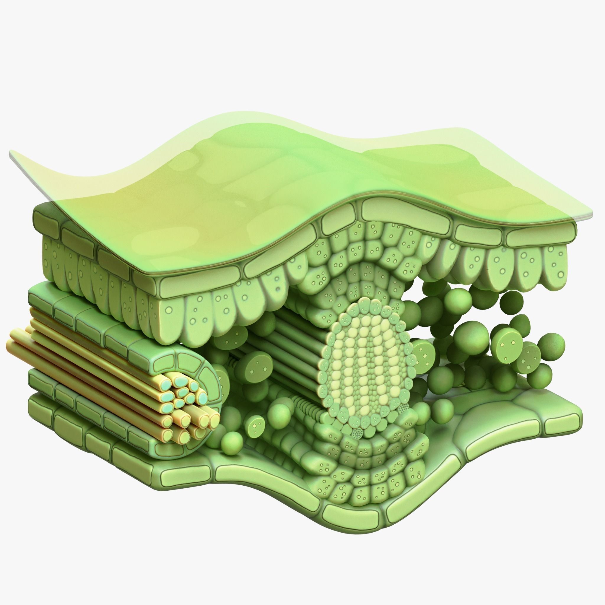 Leaf Anatomy Layers Structure 3D model_5