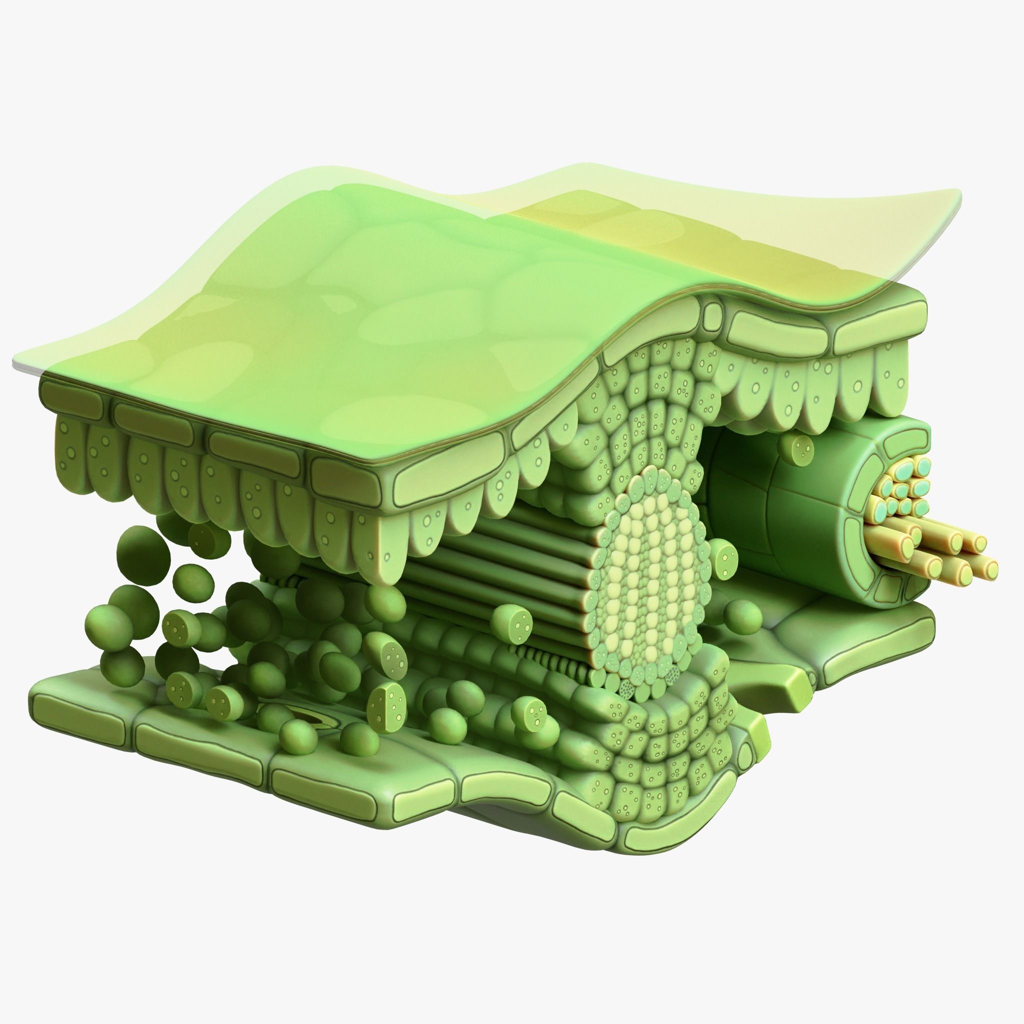 Leaf Anatomy Layers Structure 3D model_3