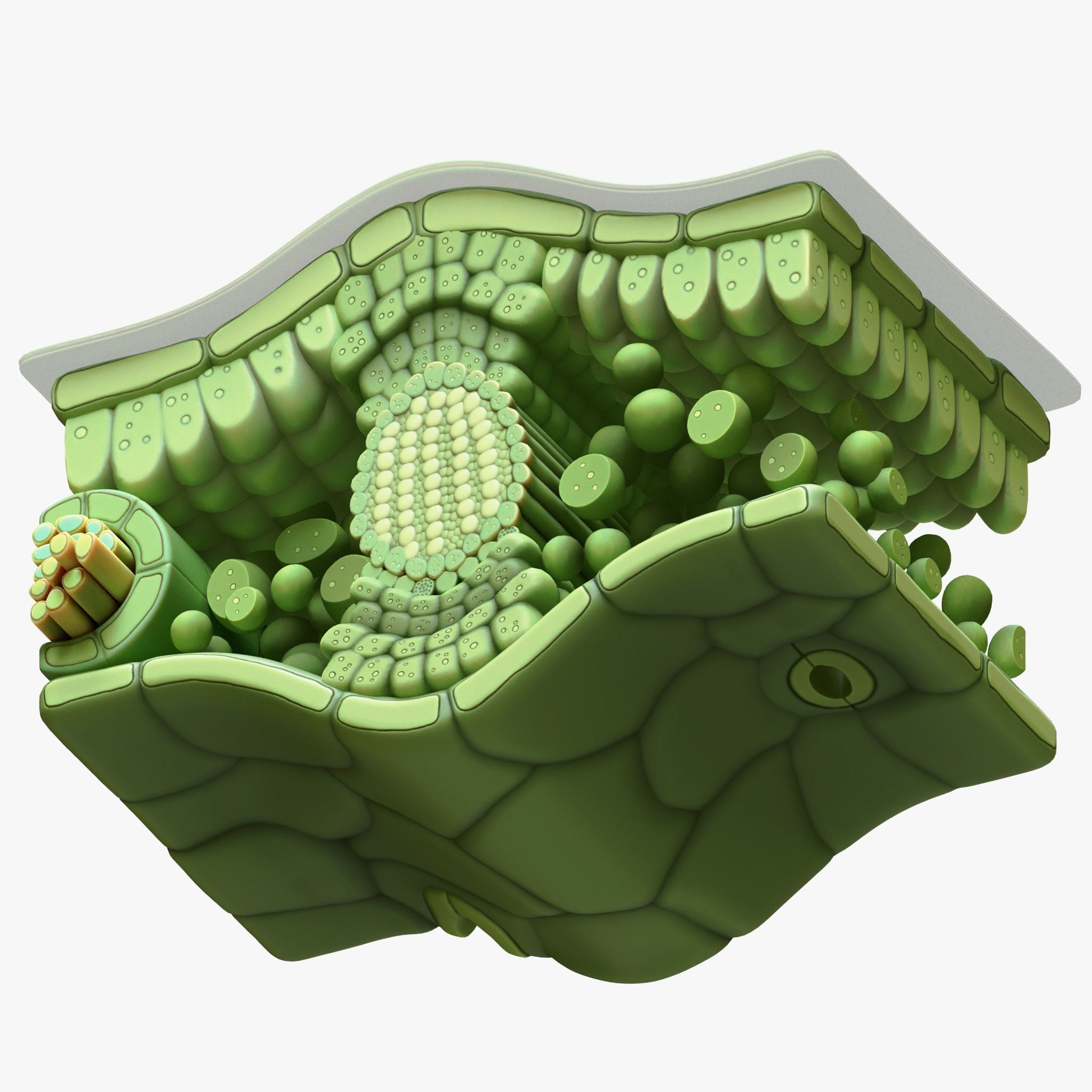 Leaf Anatomy Layers Structure 3D model_7