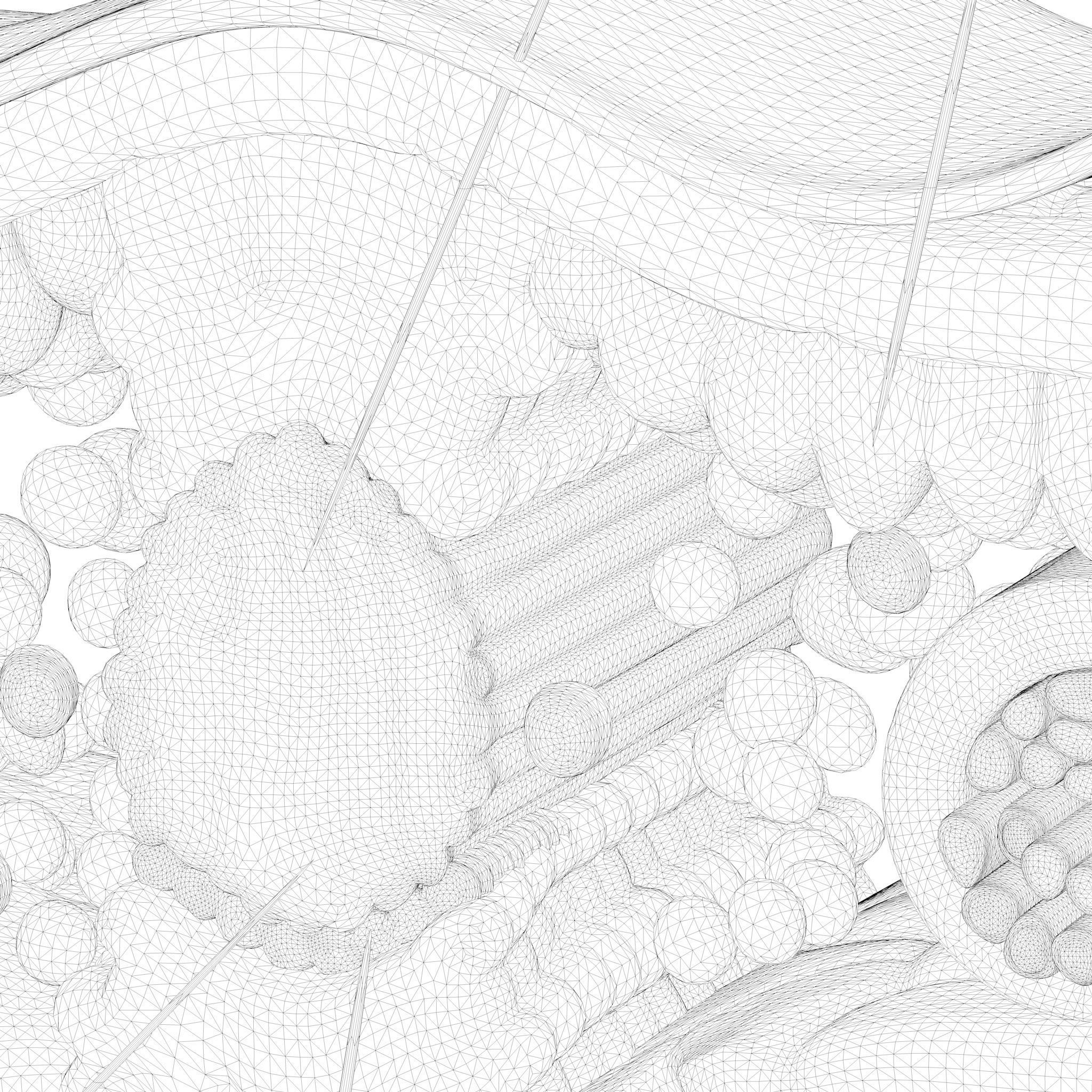 Leaf Anatomy Layers Structure 3D model_11