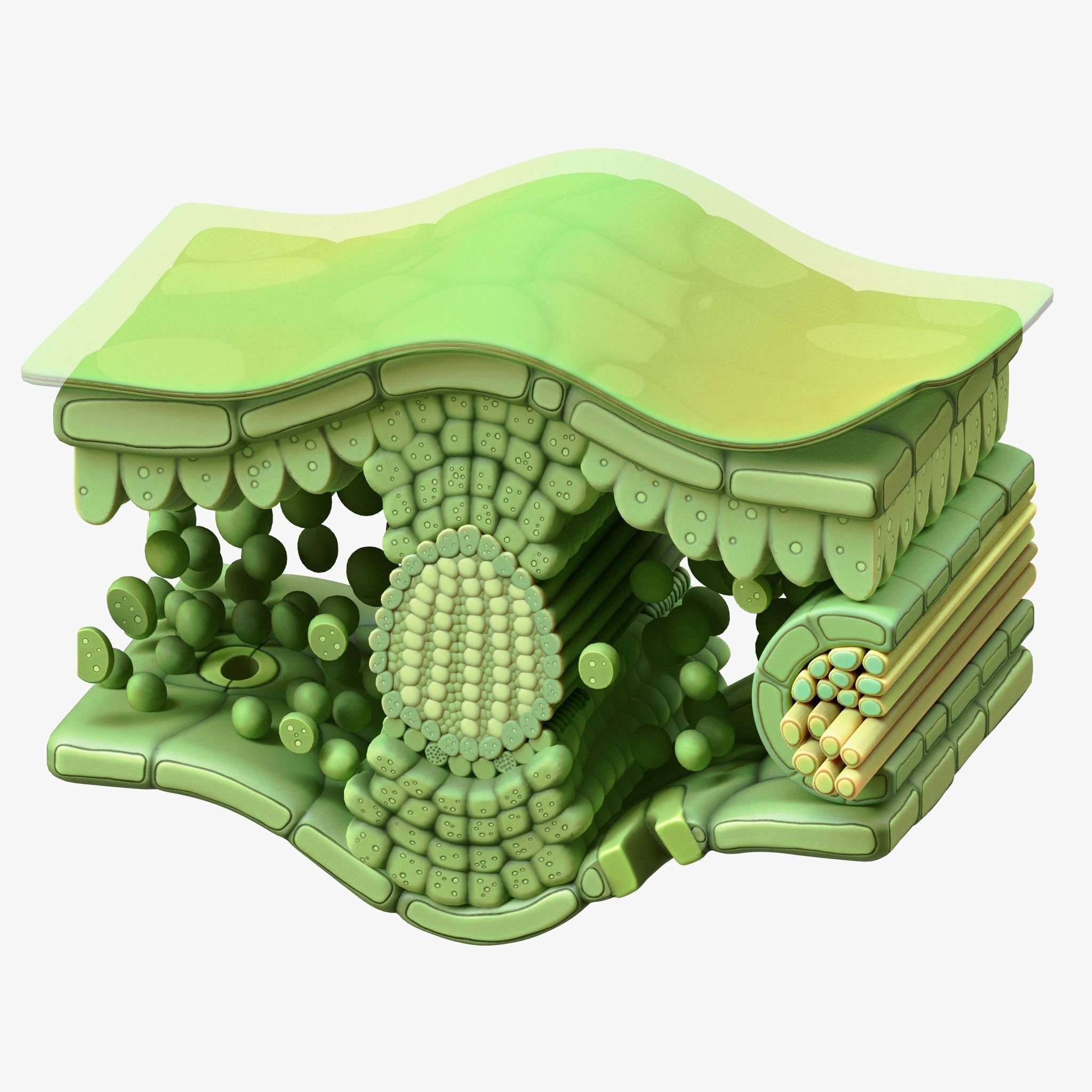 Leaf Anatomy Layers Structure 3D model_1