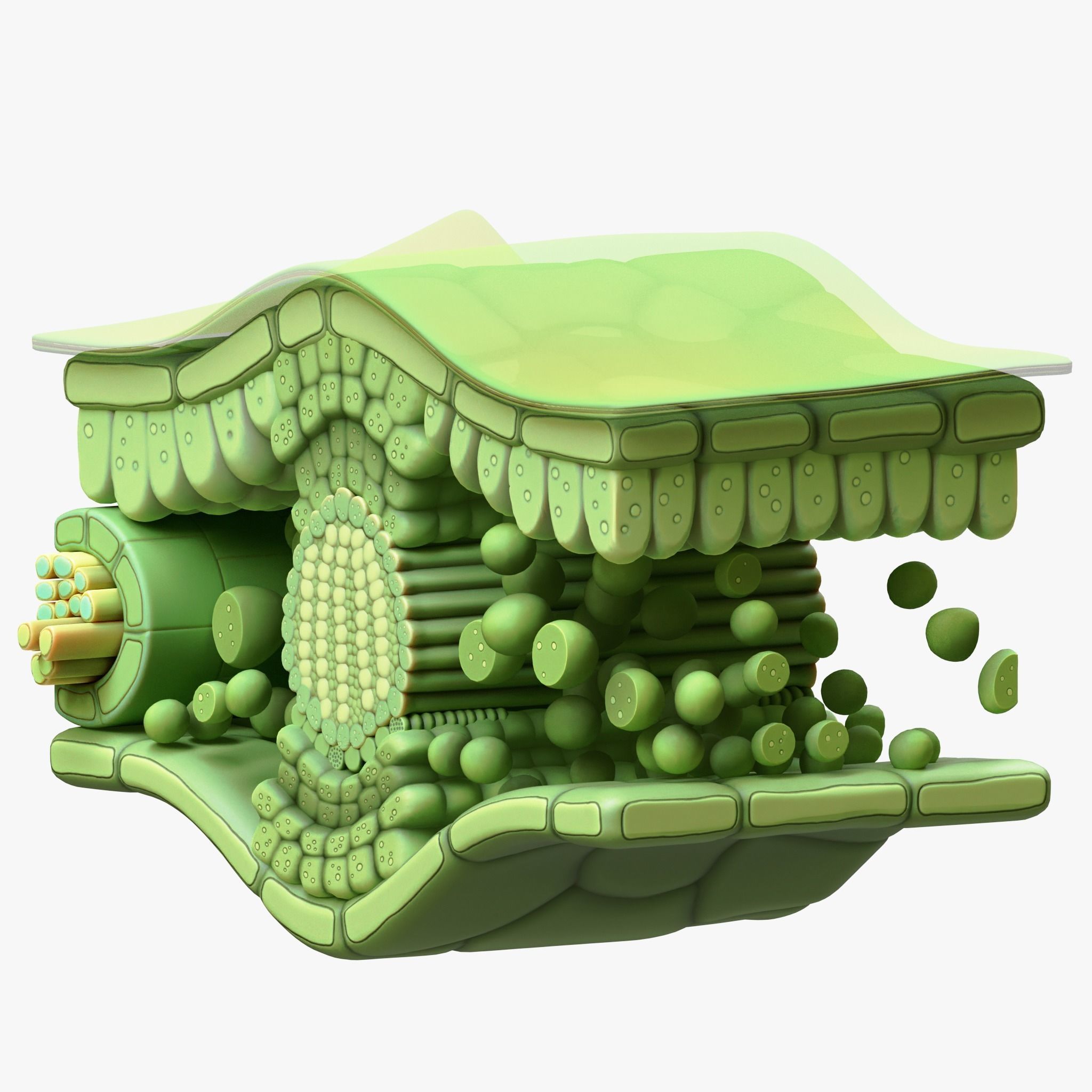 Leaf Anatomy Layers Structure 3D model_8