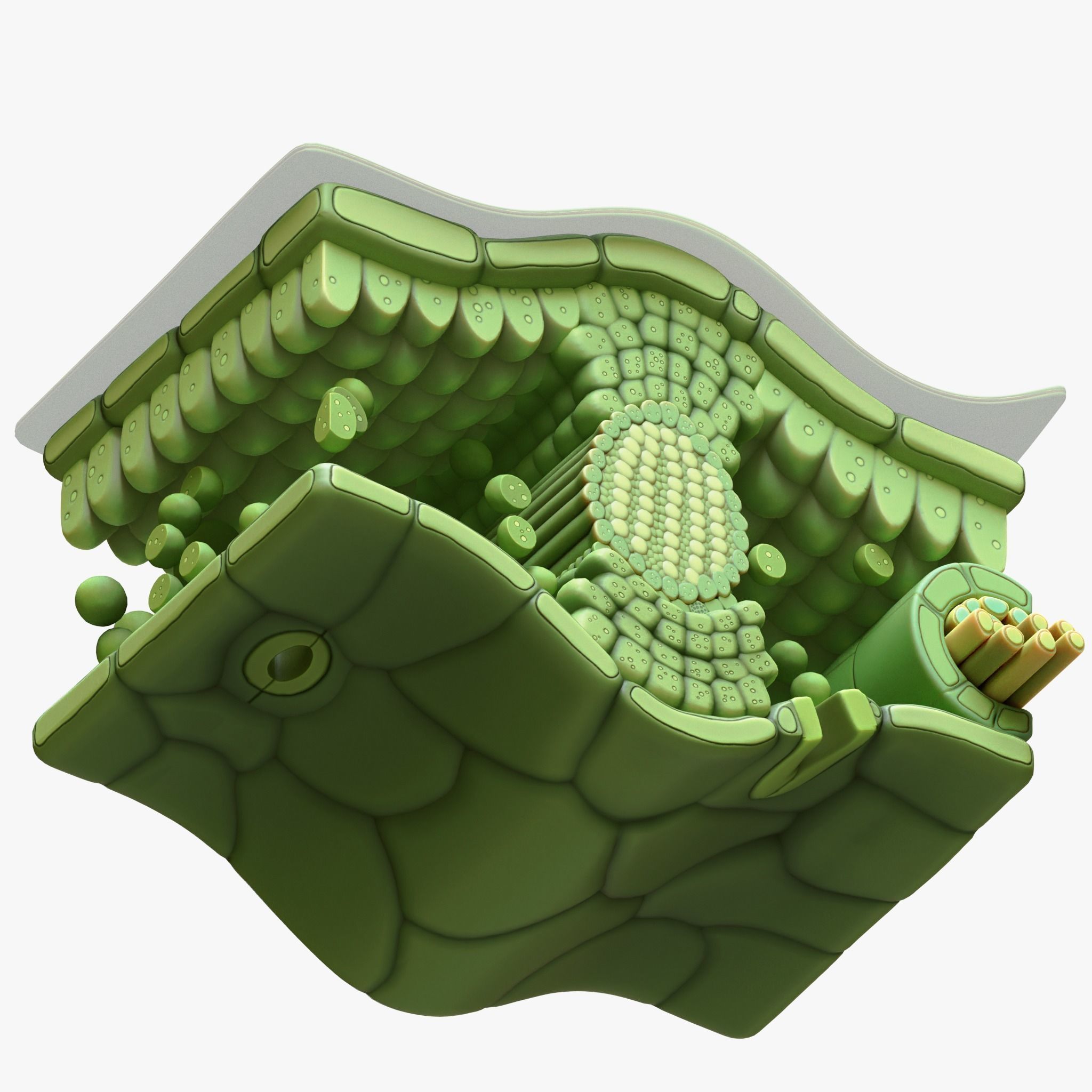Leaf Anatomy Layers Structure 3D model_2