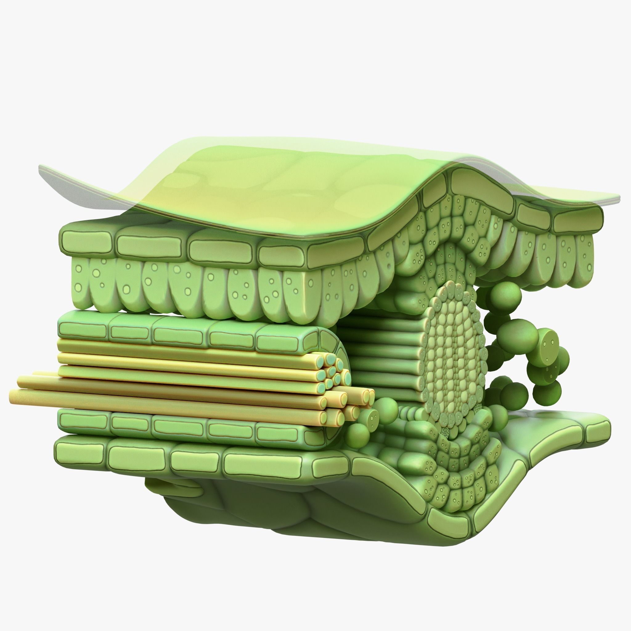 Leaf Anatomy Layers Structure 3D model_9