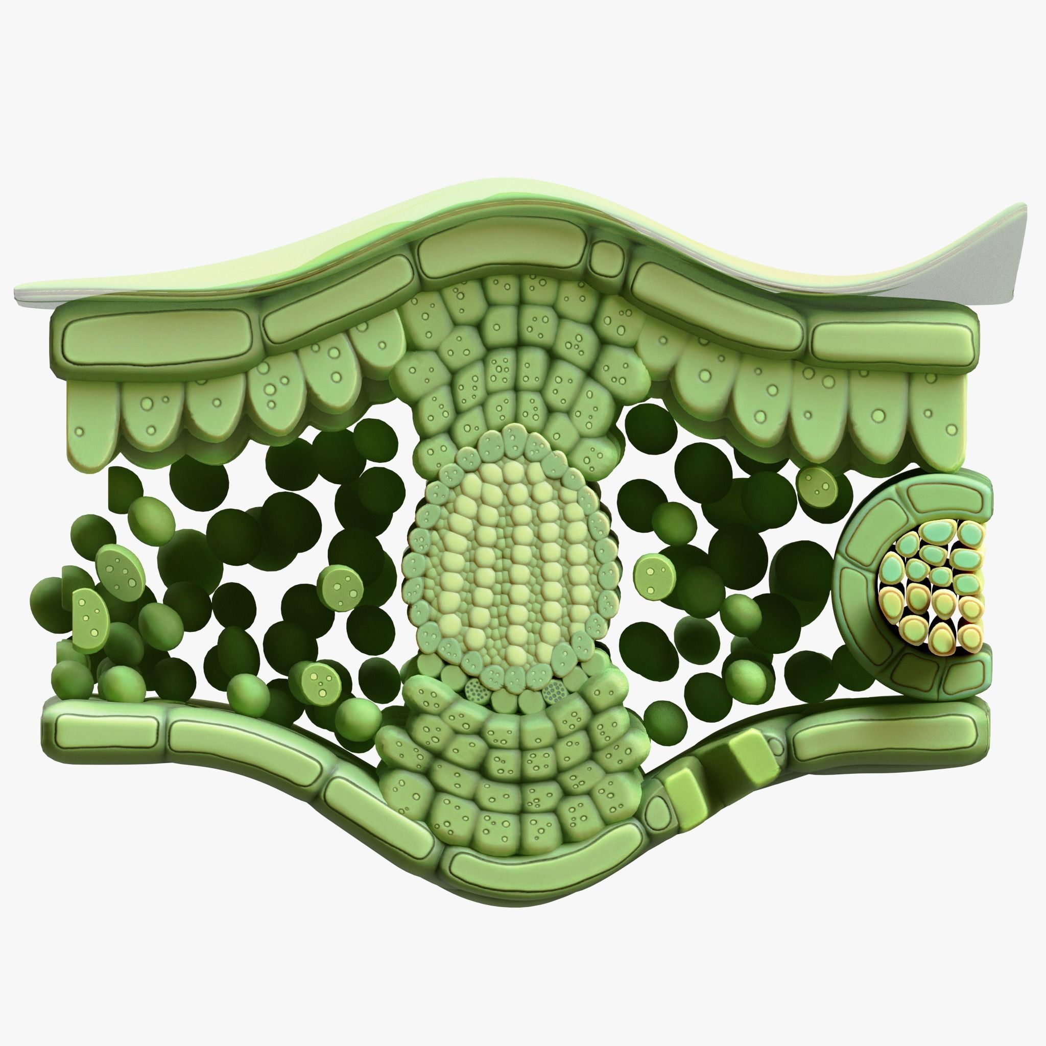 Leaf Anatomy Layers Structure 3D model_4