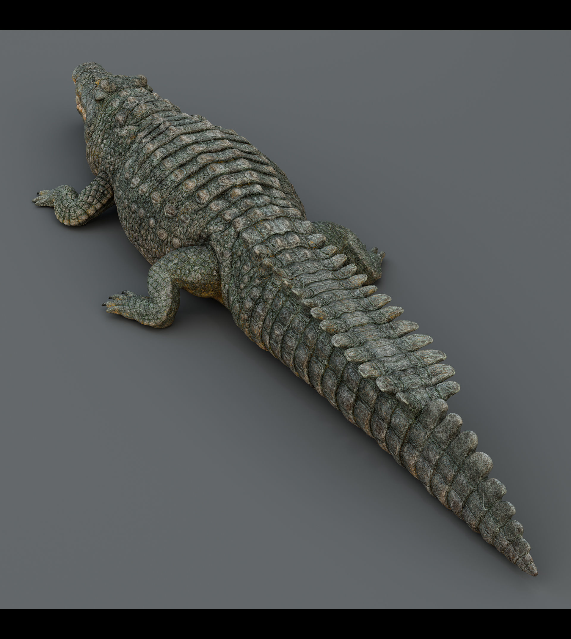 Crocodile  3D model_12