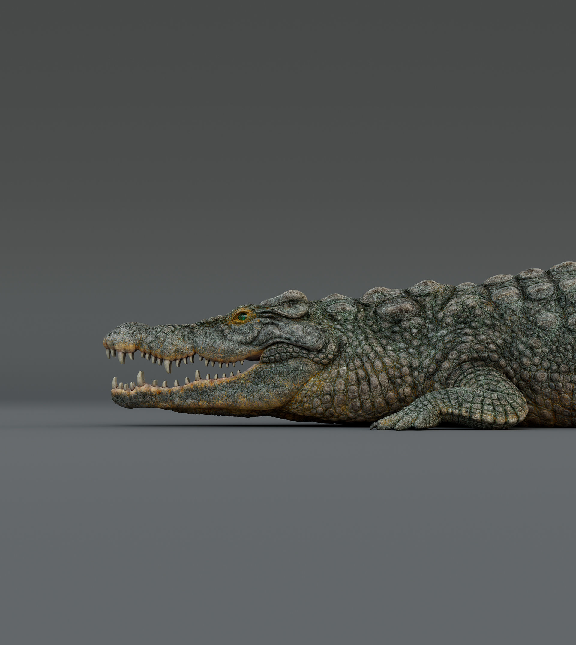 Crocodile  3D model_4