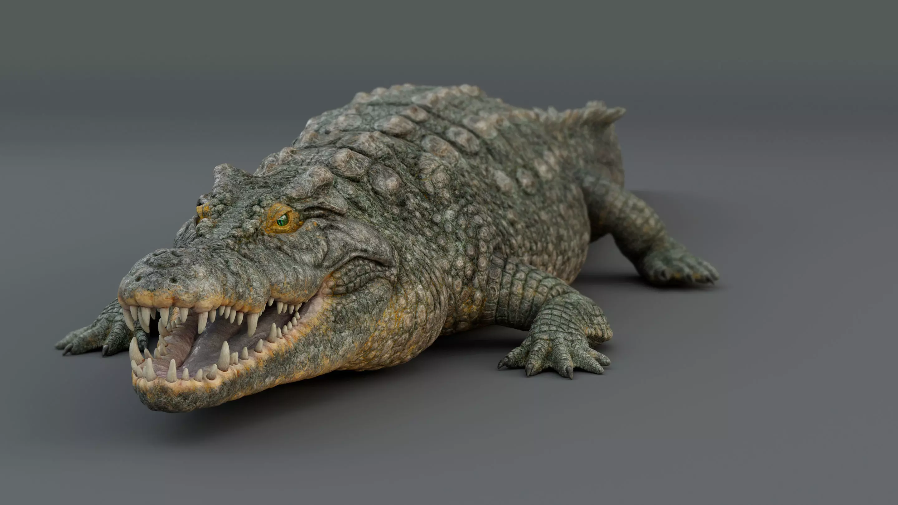 Crocodile  3D model_0