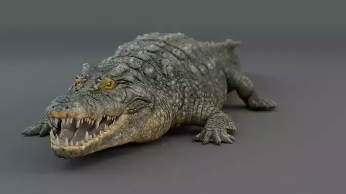 Crocodile  3D model