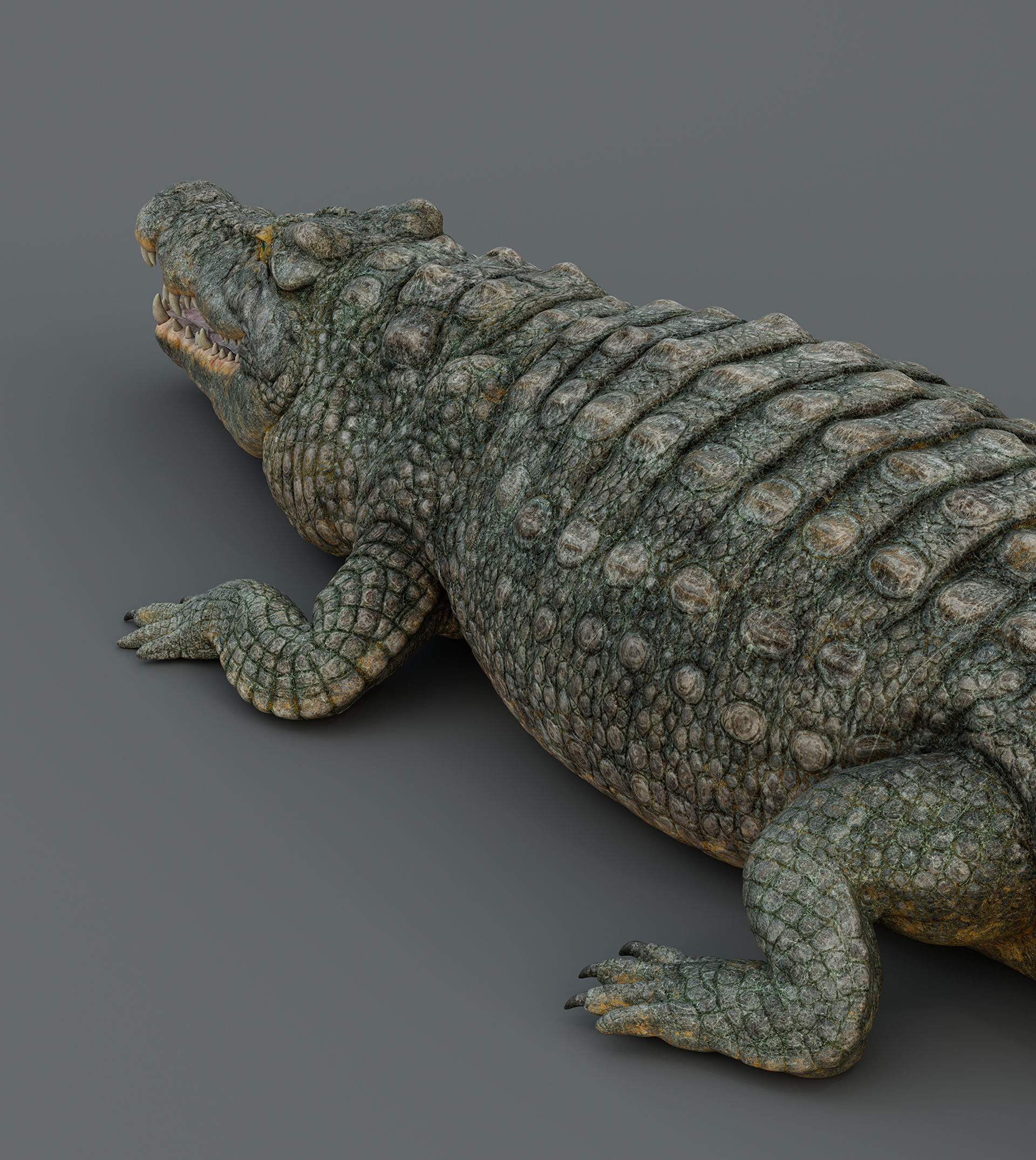 Crocodile  3D model_6