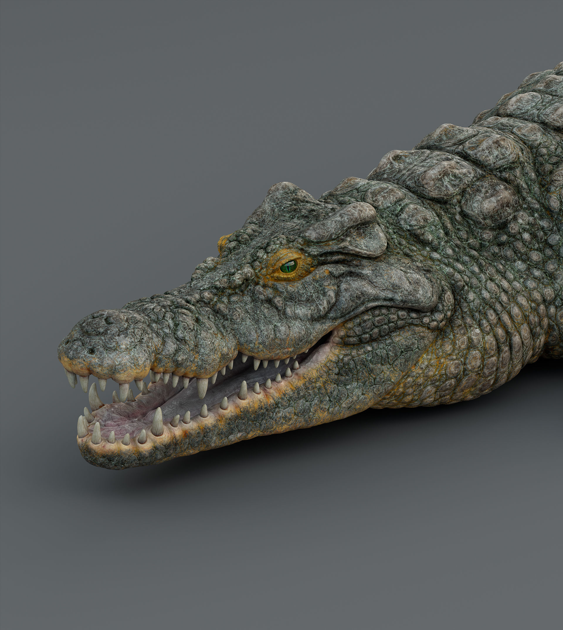 Crocodile  3D model_8