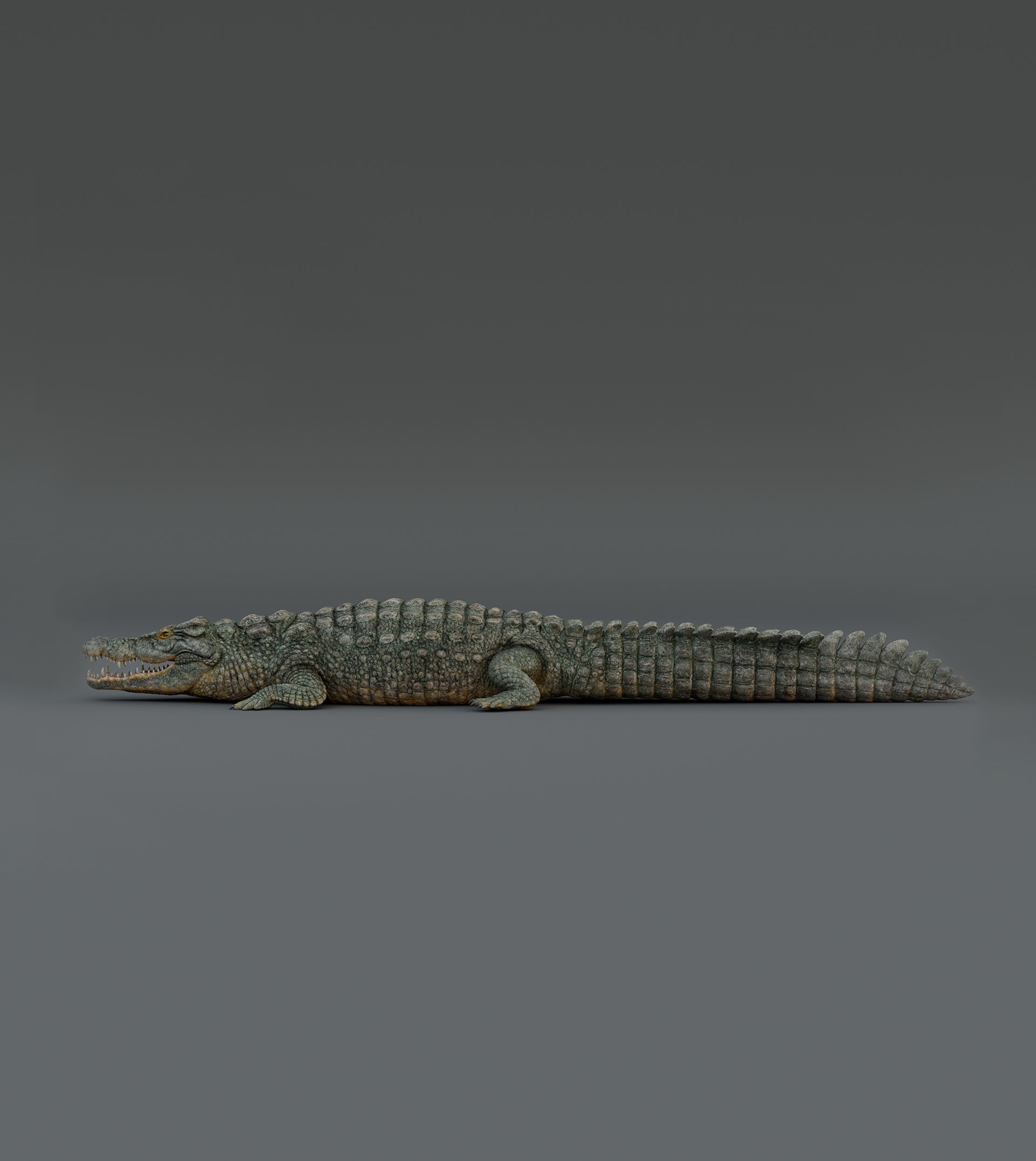 Crocodile  3D model_9