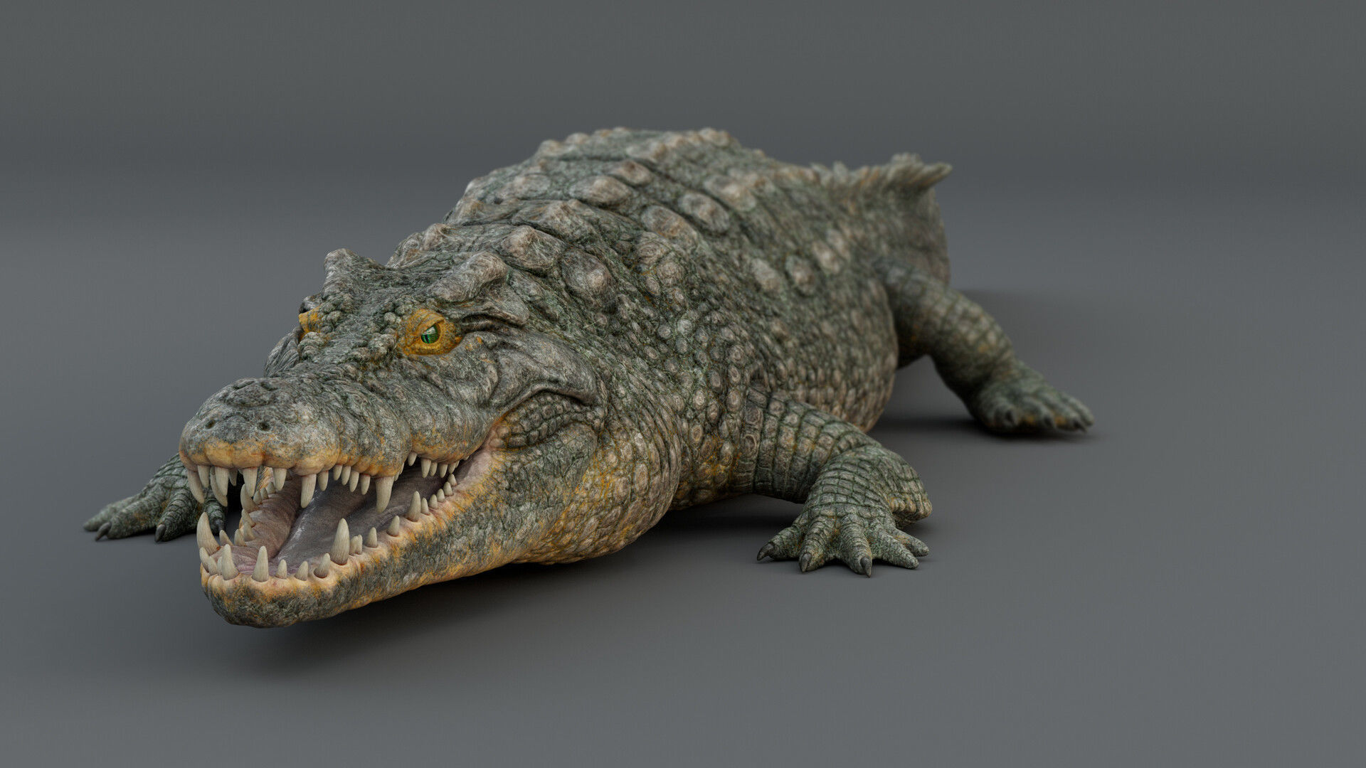 Crocodile  3D model_13