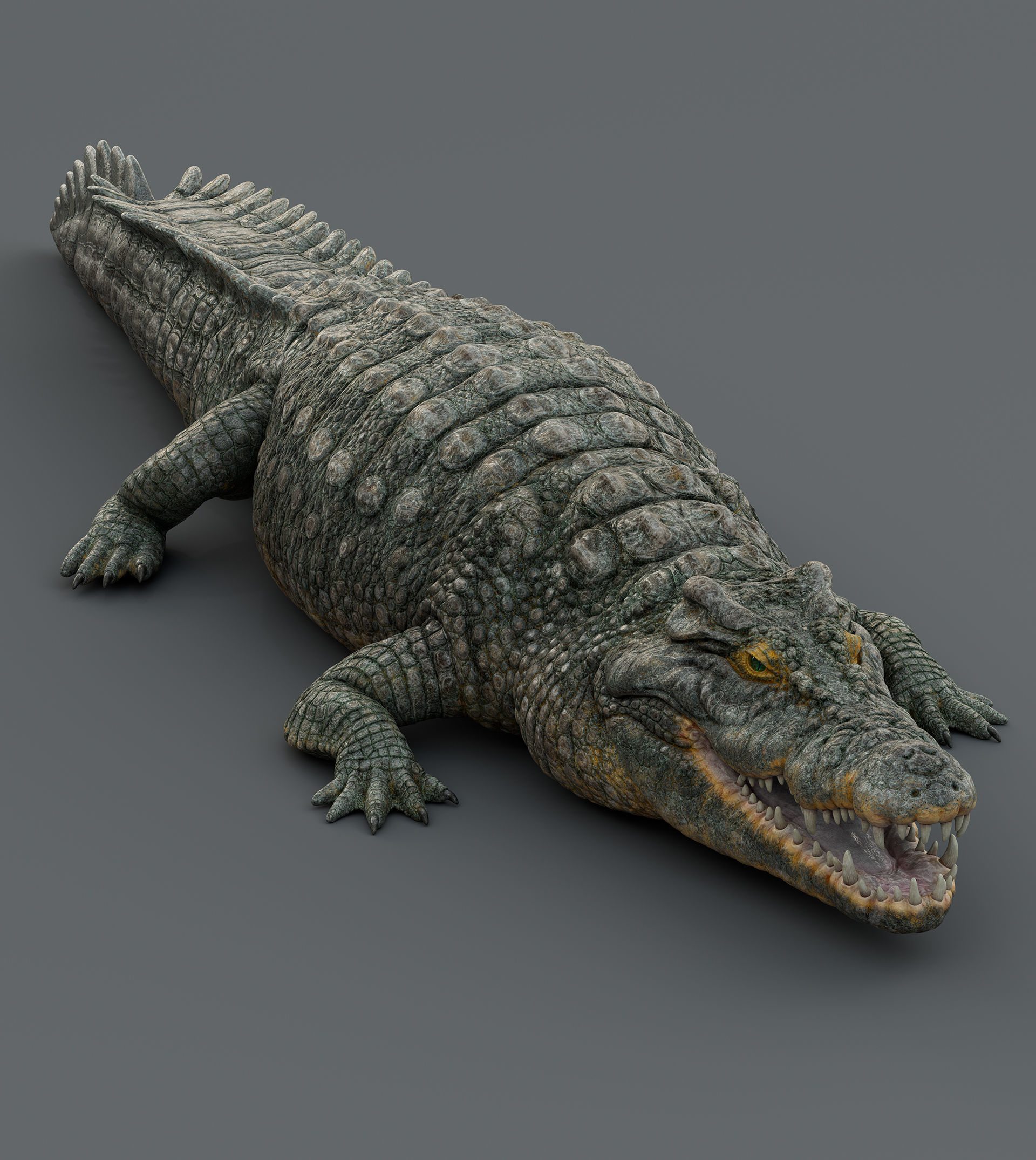 Crocodile  3D model_10