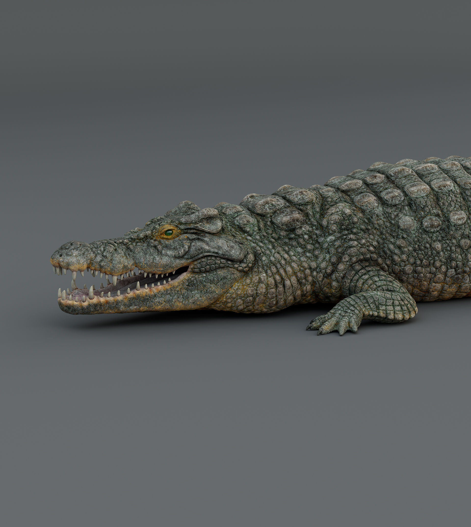 Crocodile  3D model_7