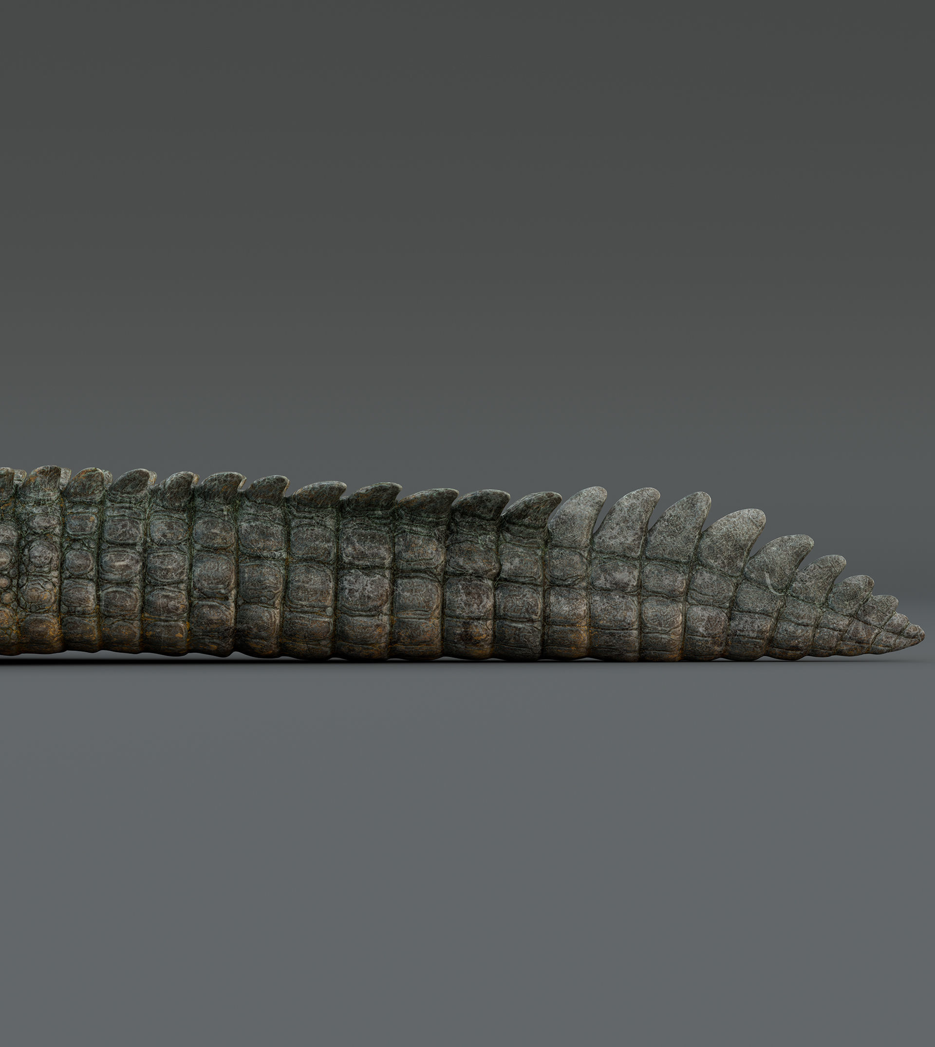 Crocodile  3D model_5